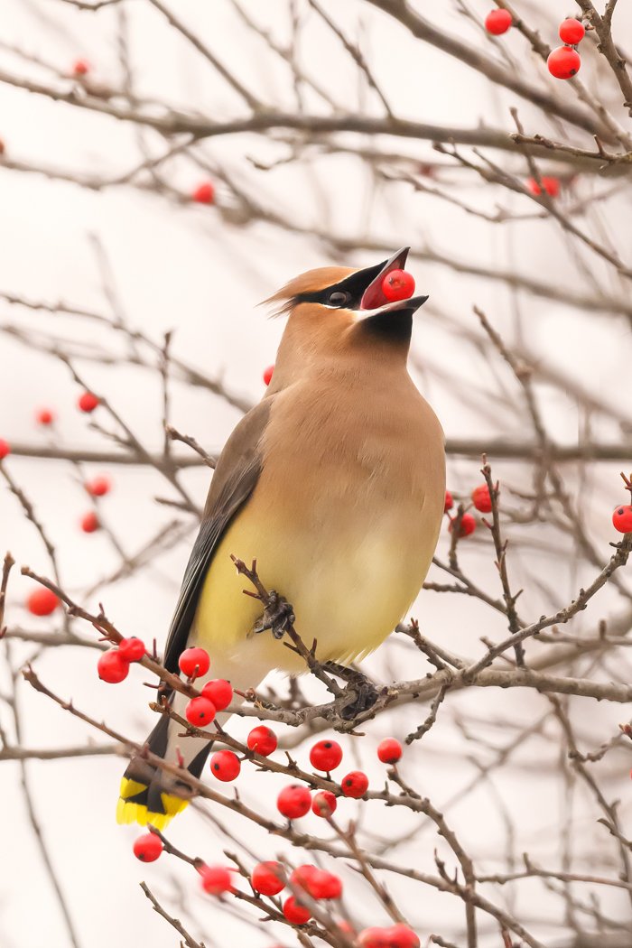 Nancy A	Orbe-	Cedar Waxwing enjoing a Winter Berry	$165
