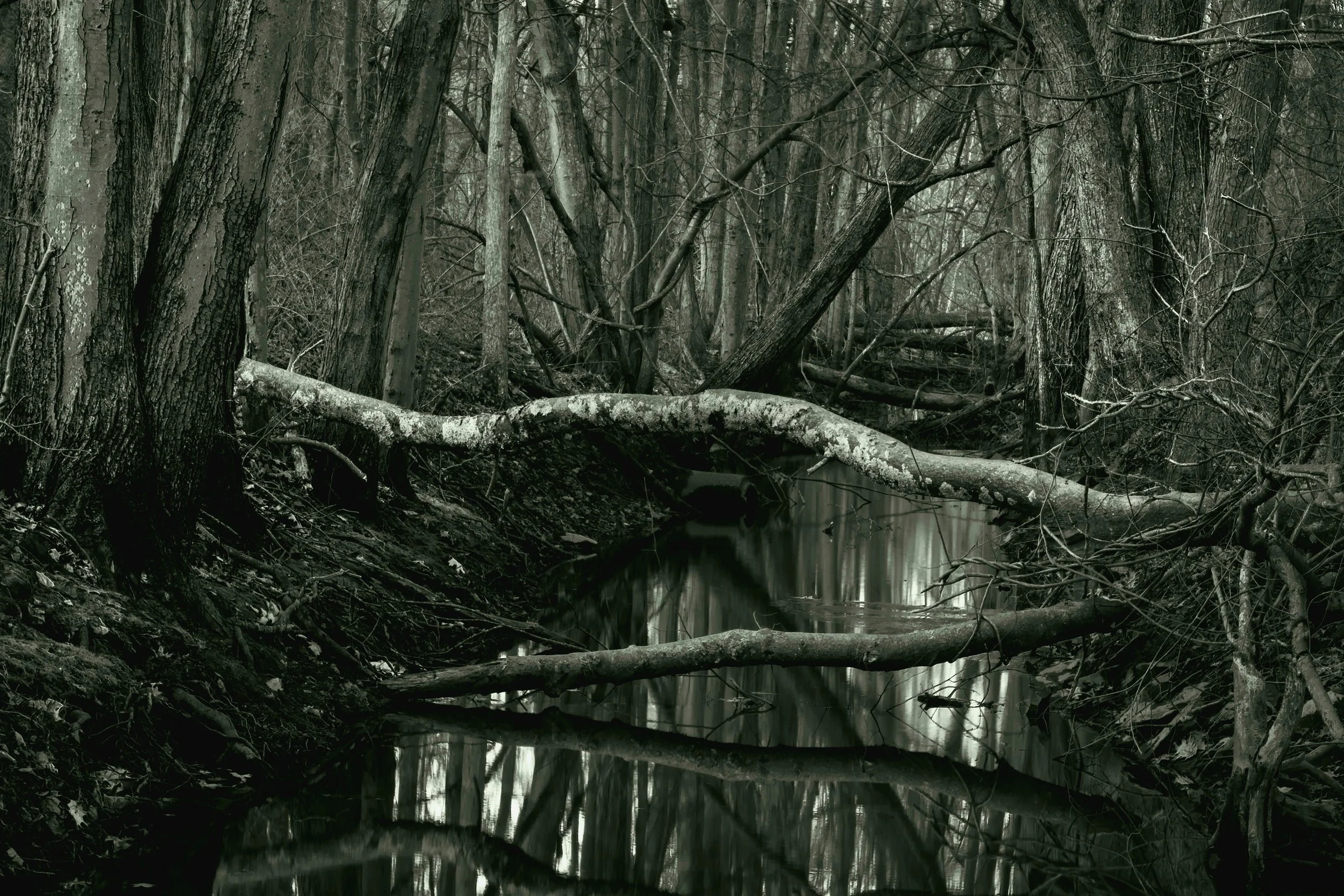 Mark	Bernstein-	Dusk Webster Wood,	$400