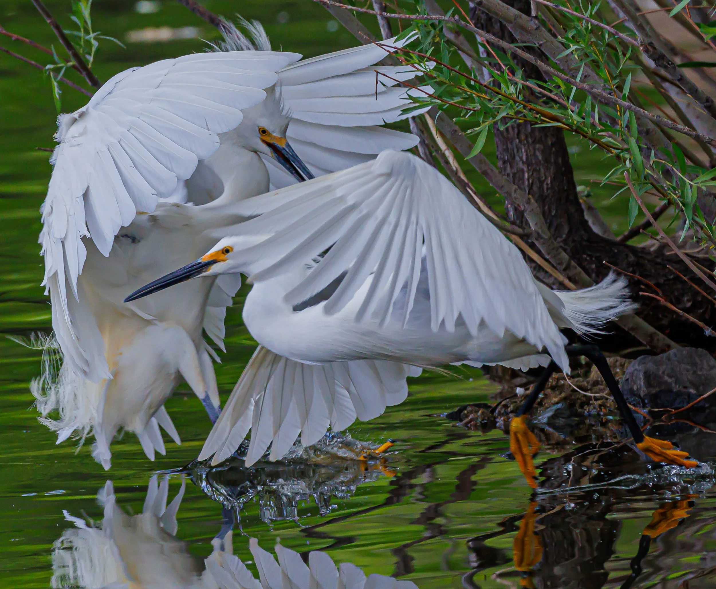Honorable Mention- Ken Johnson- Snowy Egret Territorial Dispute