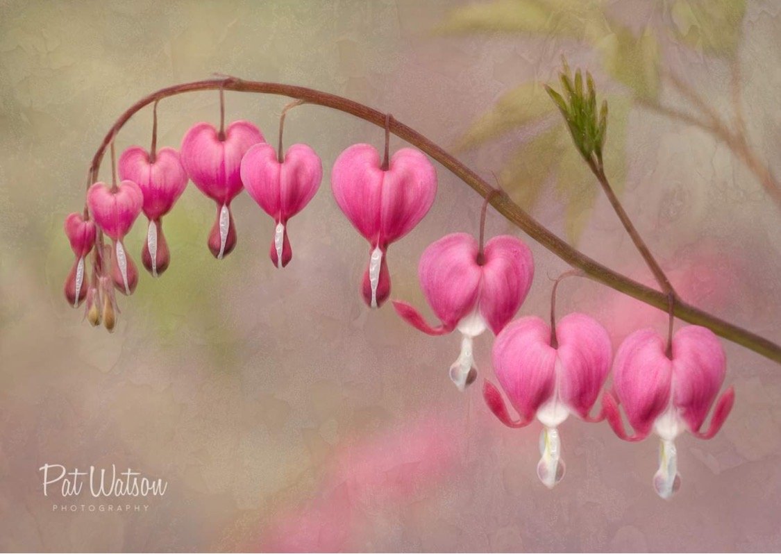 Pat	Watson-	Nine Ladies Dancing	$325