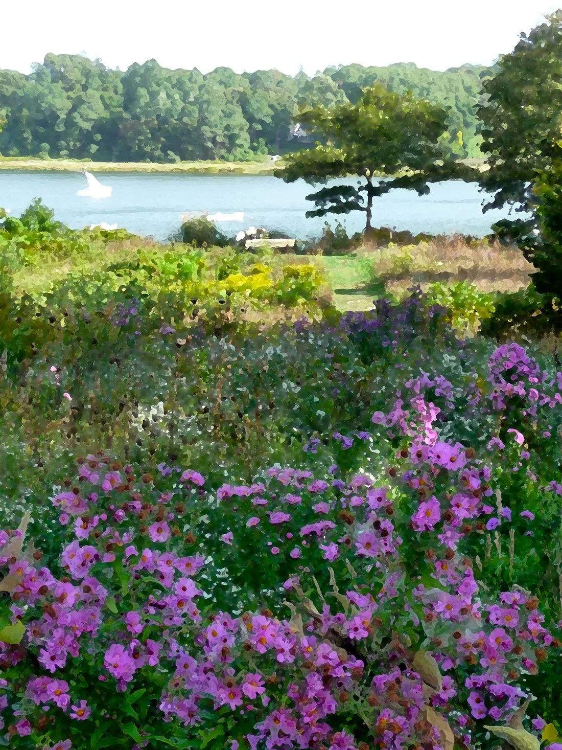 Heather	MacKenzie-	Asters on the Cove,	Photo-Art	$695