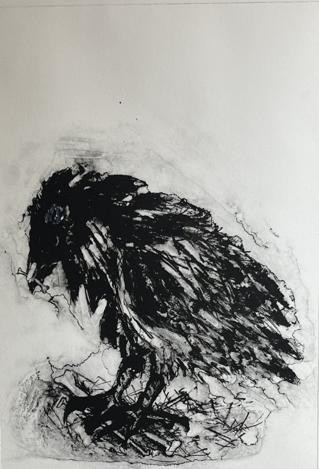 Nancy	Nicol-	Juvenile Crow,	Lithograph	$285