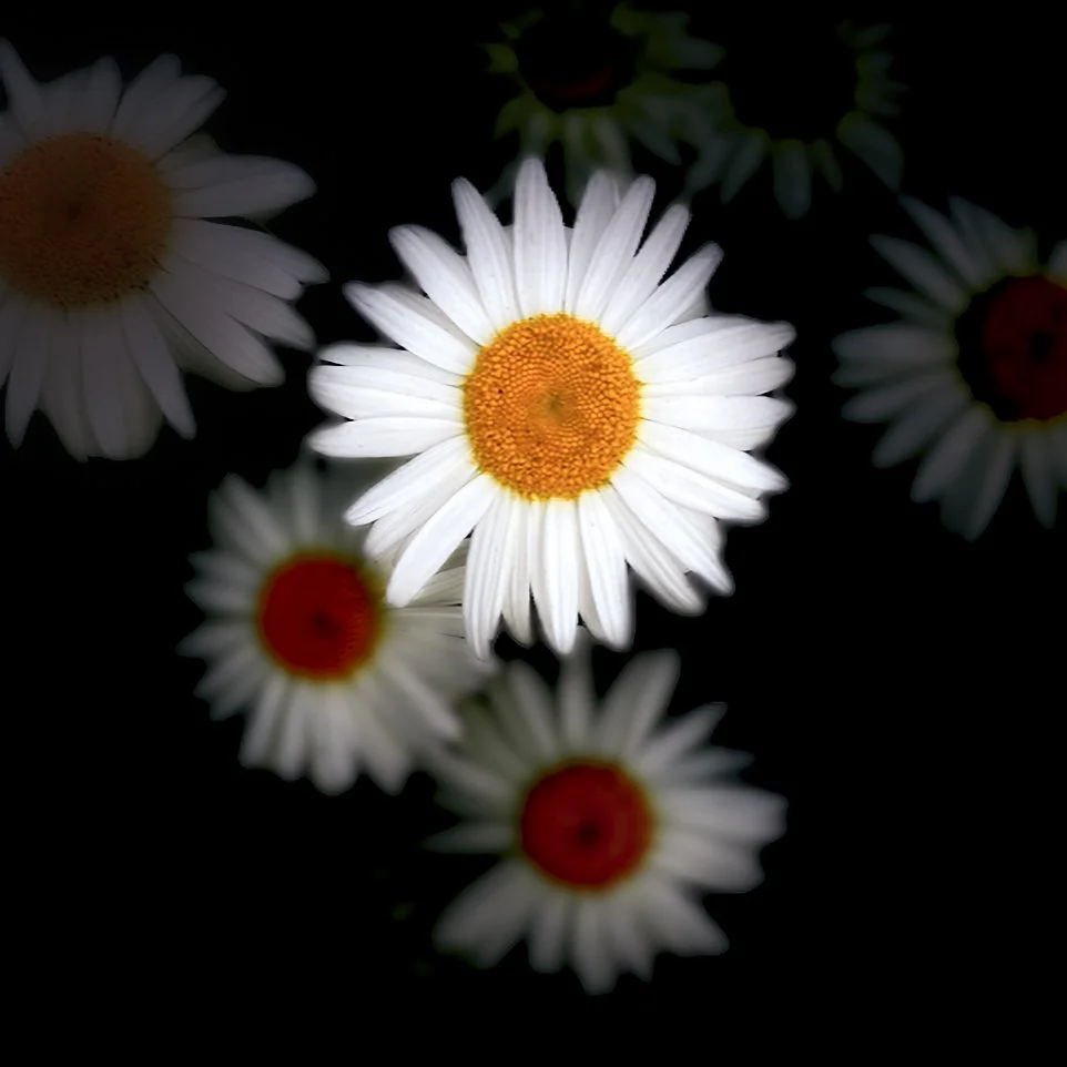 Rick	Branscomb-	Daisies,	Photography	$200 