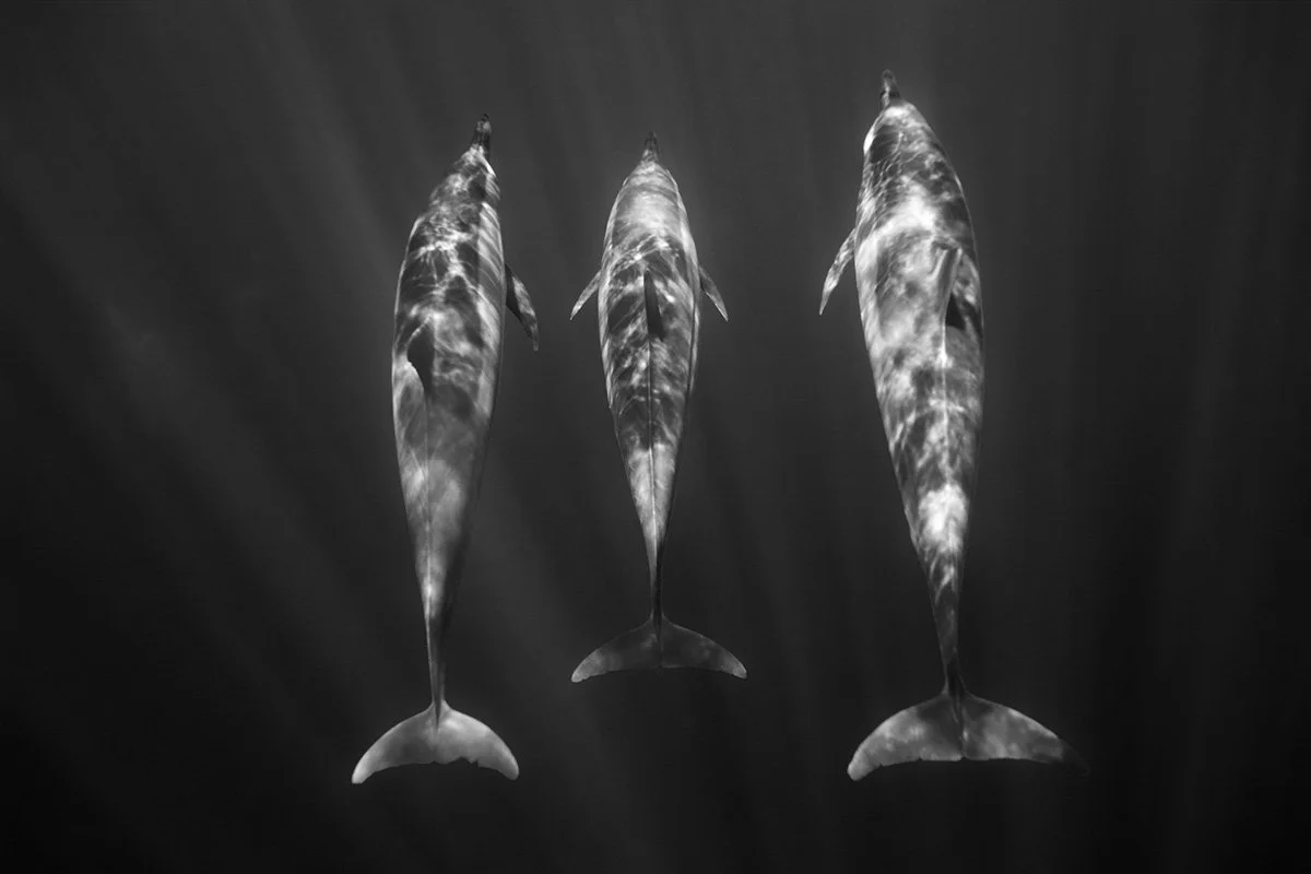 Jesse Mechling Dolphin Symmetry.jpg