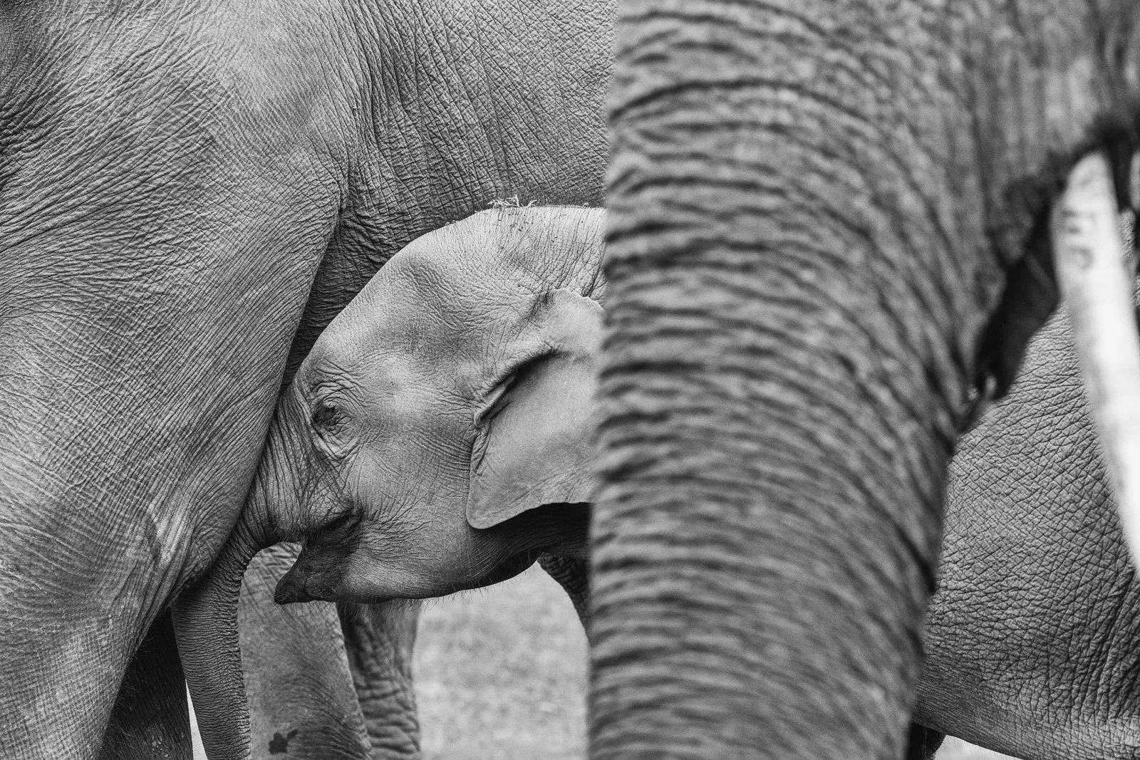 Third place- Sangram Kachwaha- Kaziranga National Park, India 