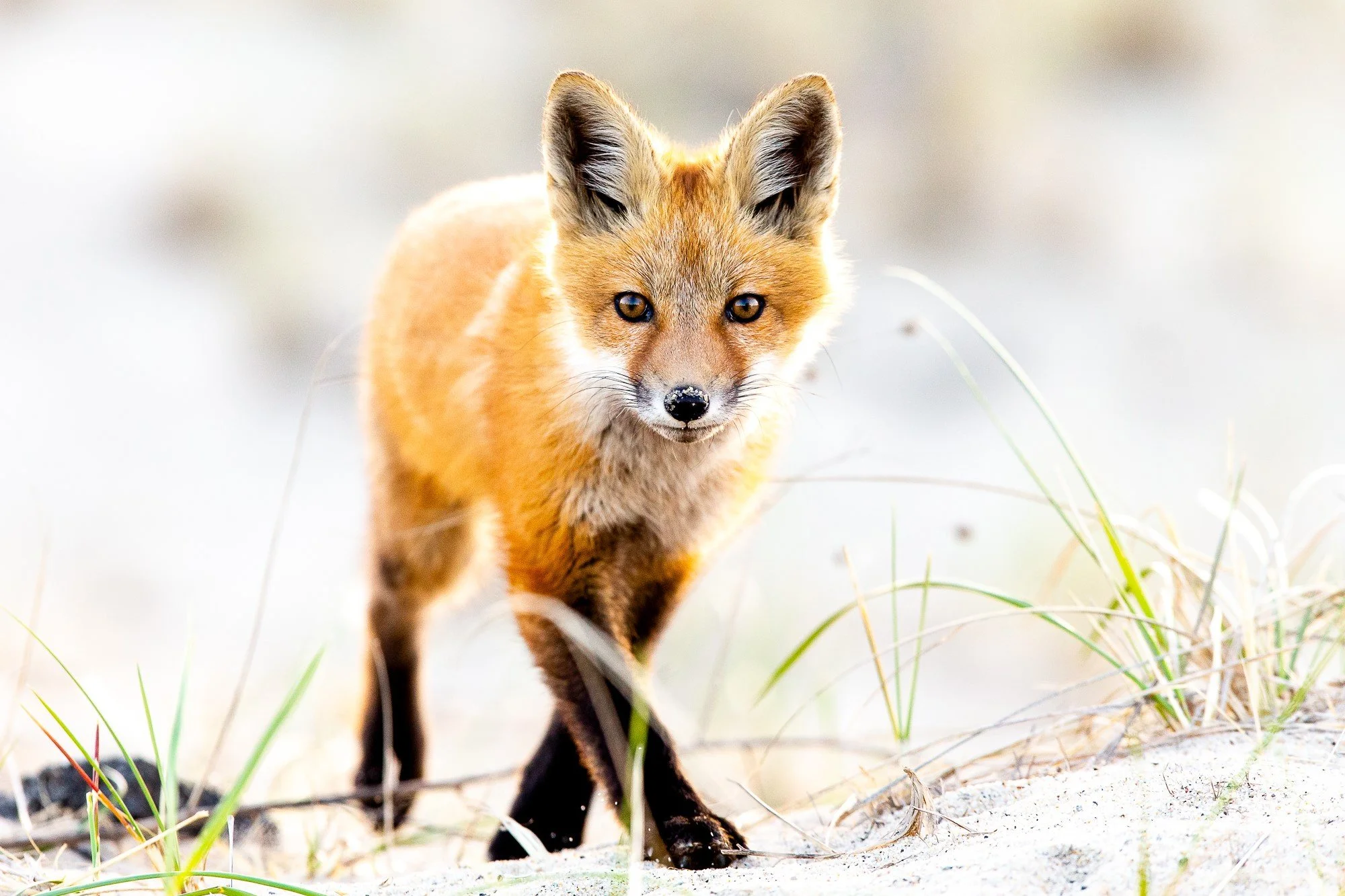 Honorable Mention- Scott Crivellaro, Curiosity