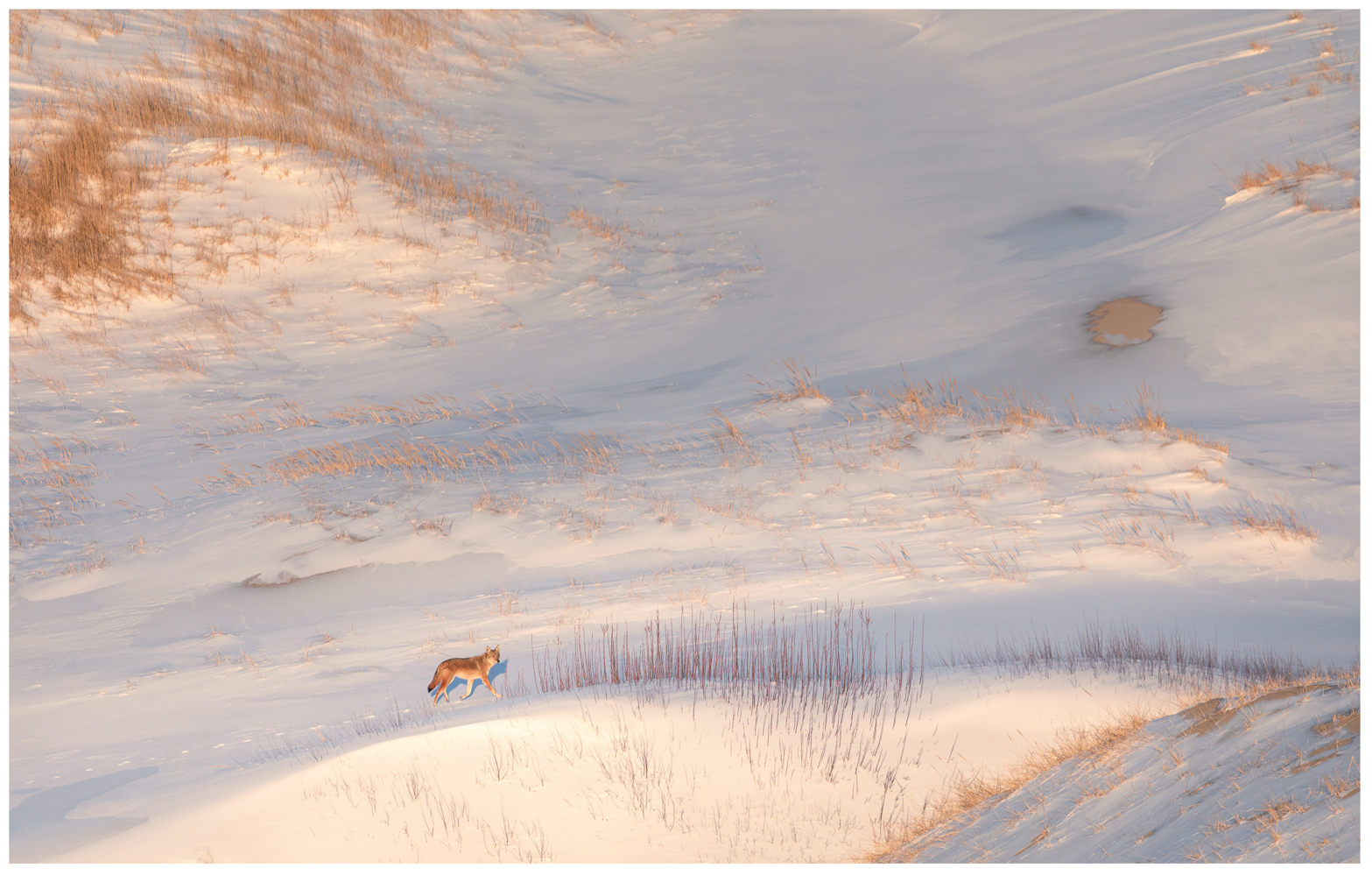 Winter Pursuit_Sangram Kachwaha.png