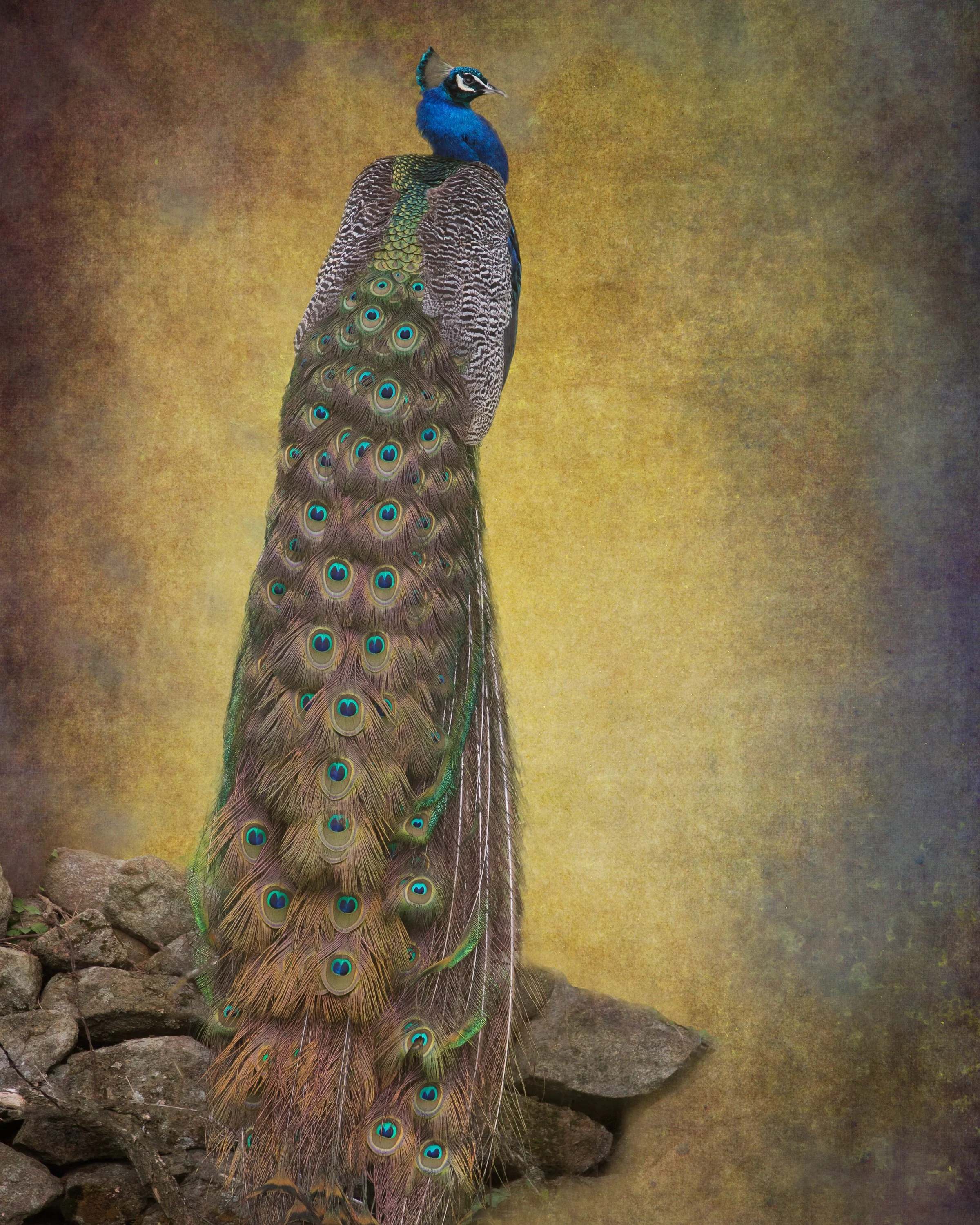 Regal Peacock_3288.jpg