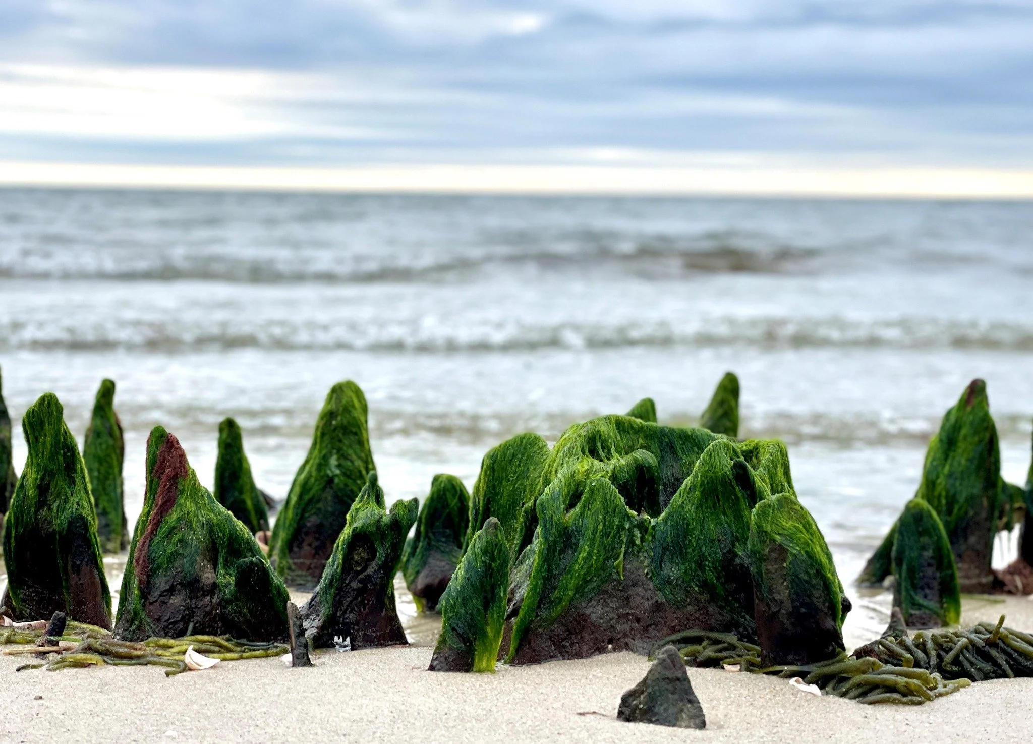 📸 Paul Muratore &ndash; Photography Workshop: Taking Pictures with Your Phone!
Jan 28 &amp; Feb 4 | Wednesdays 10 AM &ndash; 12 PM
2-Day Workshop 

Unlock the full creative power of your phone&rsquo;s camera in this hands-on workshop with photograph