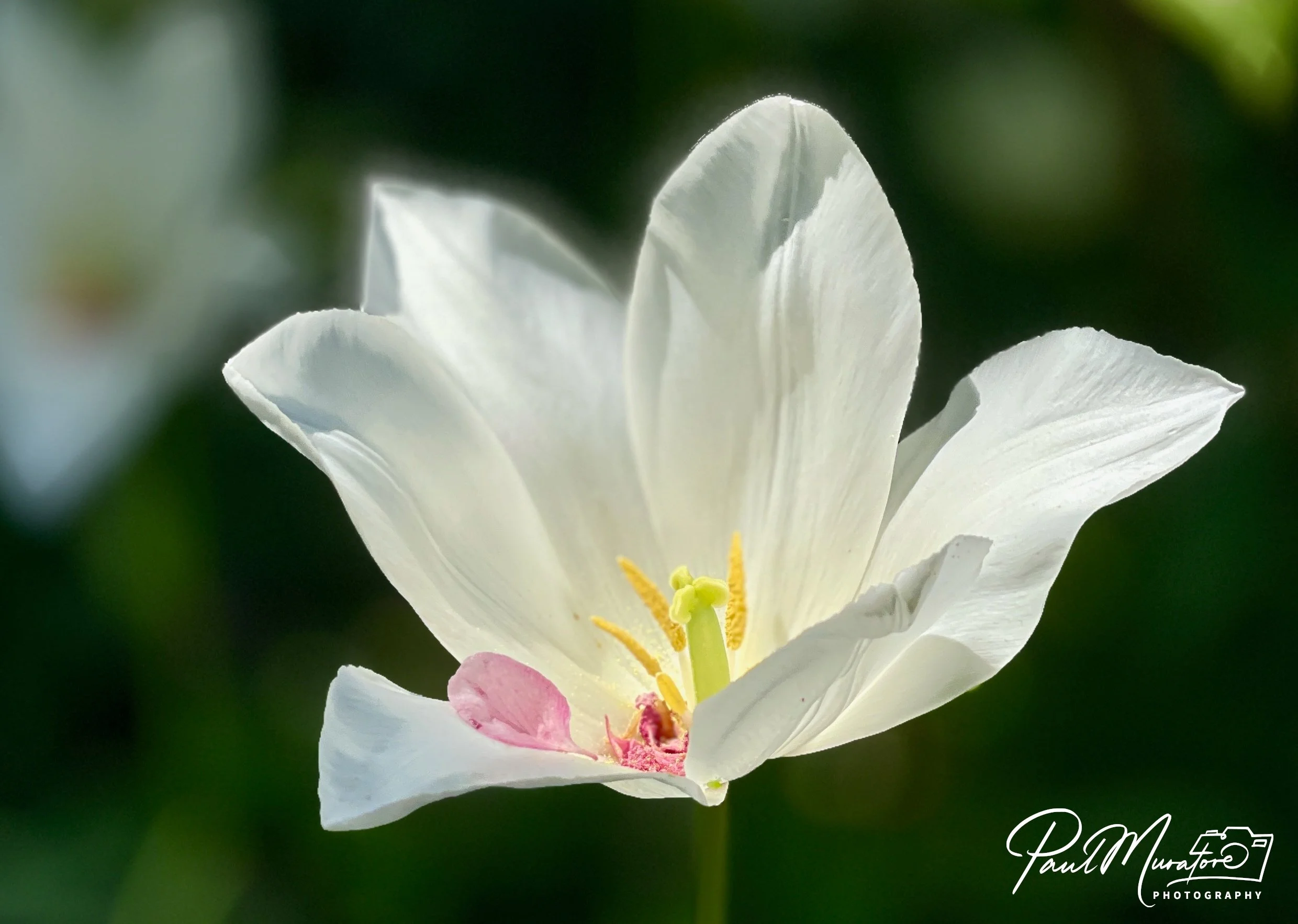 Cheery Blossom Whisper.jpeg