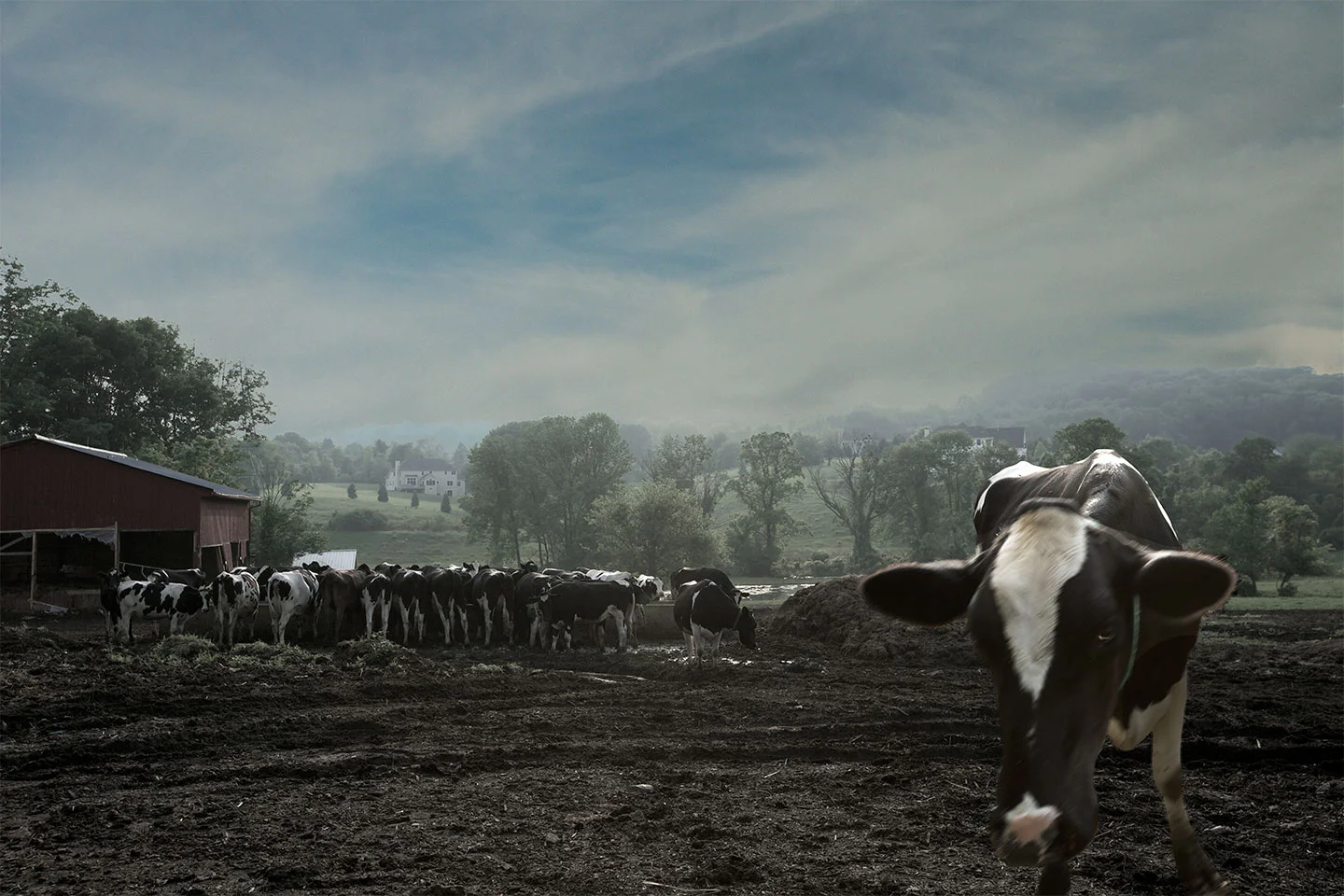 Old Herd