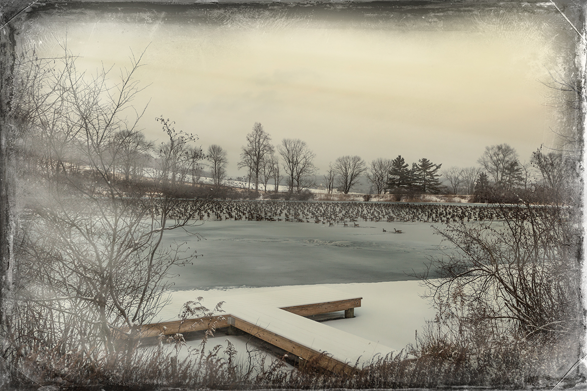 Pond-&-Geese-1.jpg