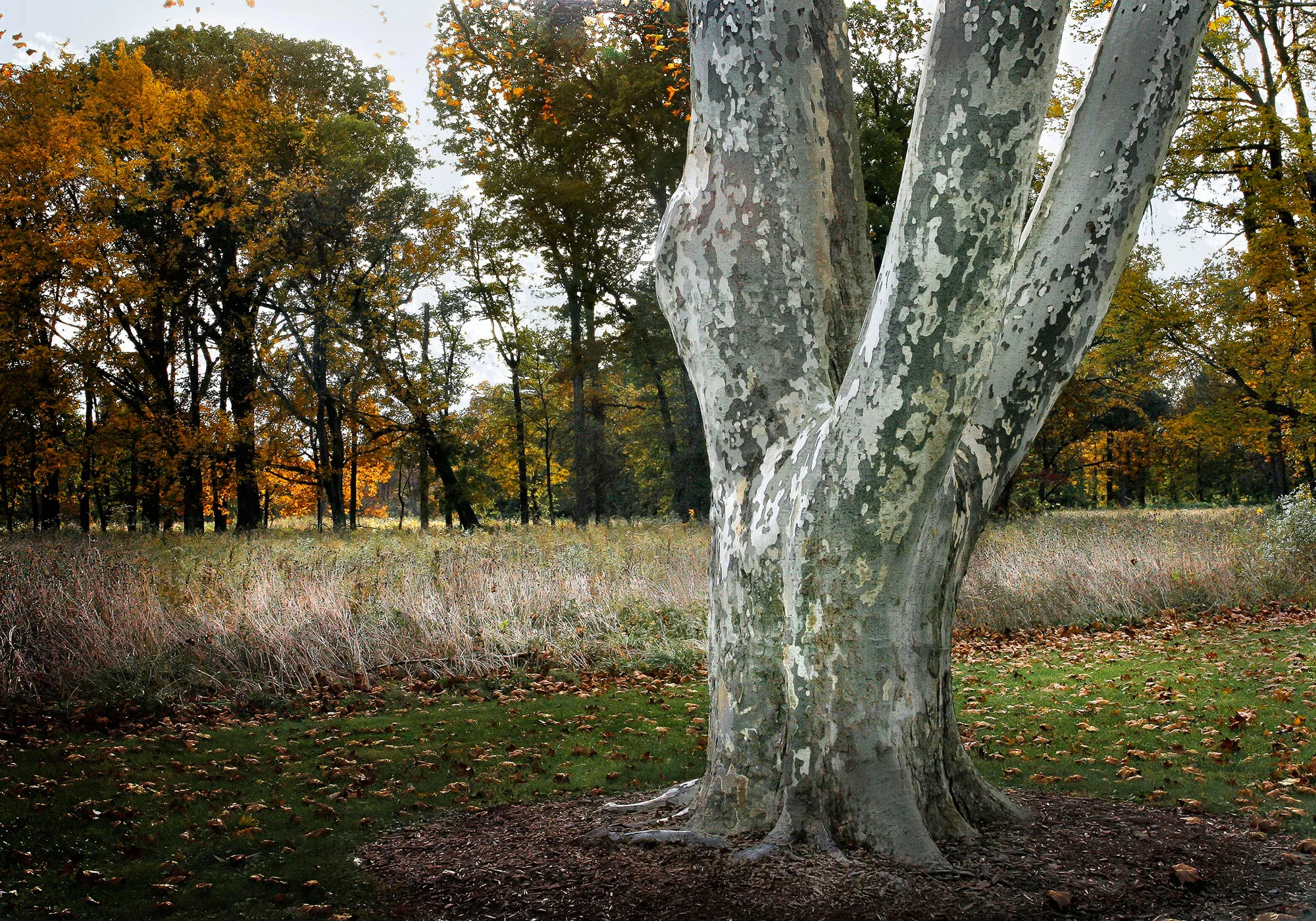 Sycamore-3.jpg