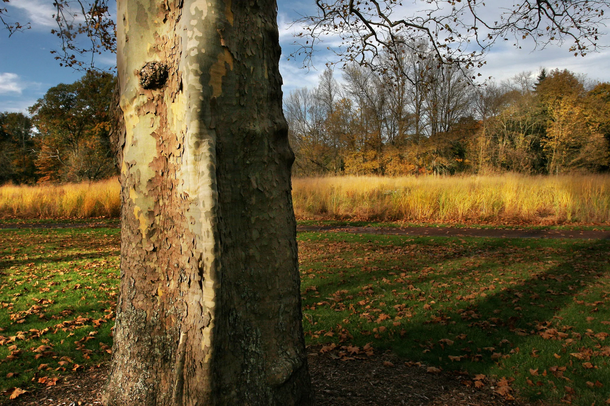 Sycamore 2.jpg