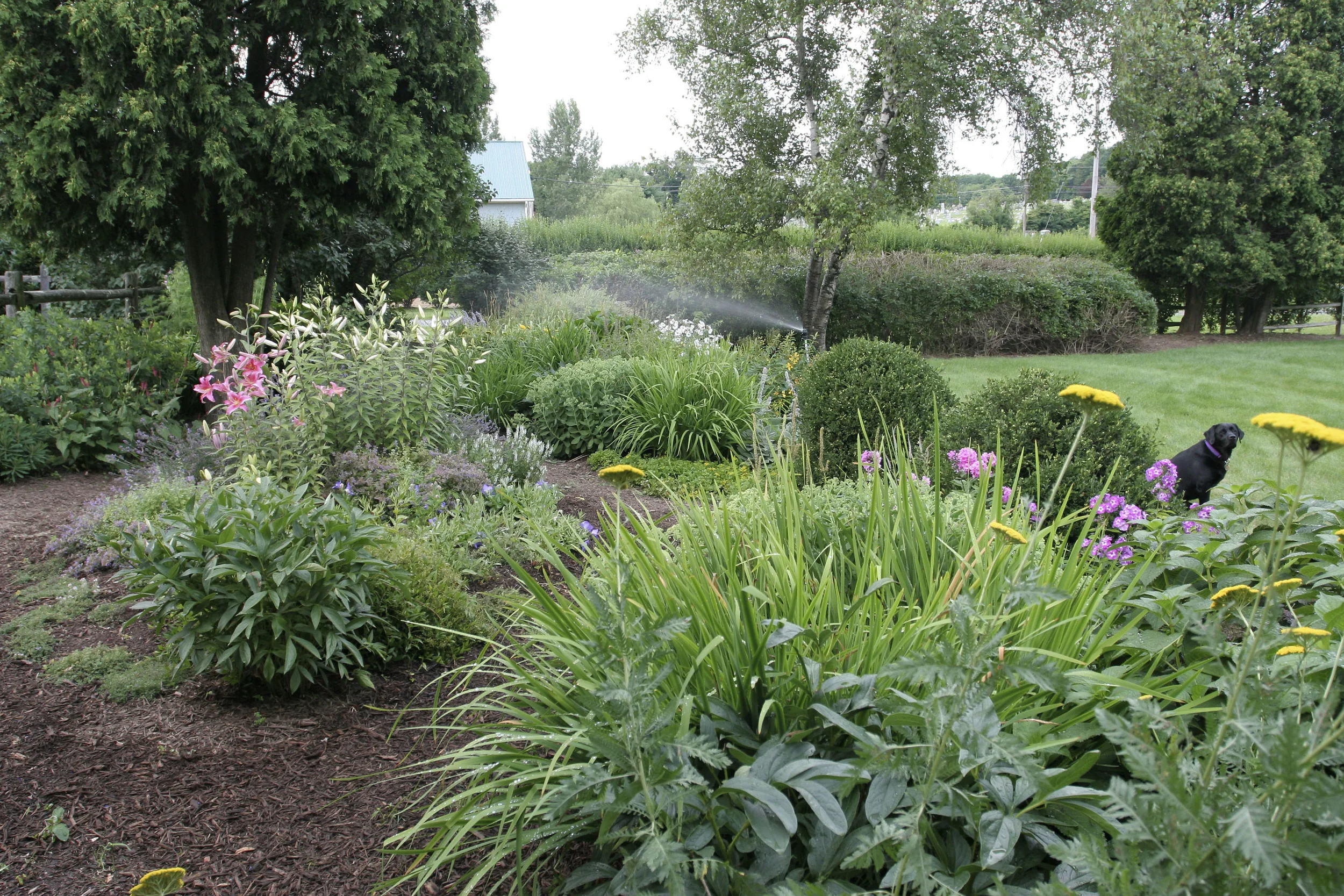 4 Jack in Flower garden.jpg