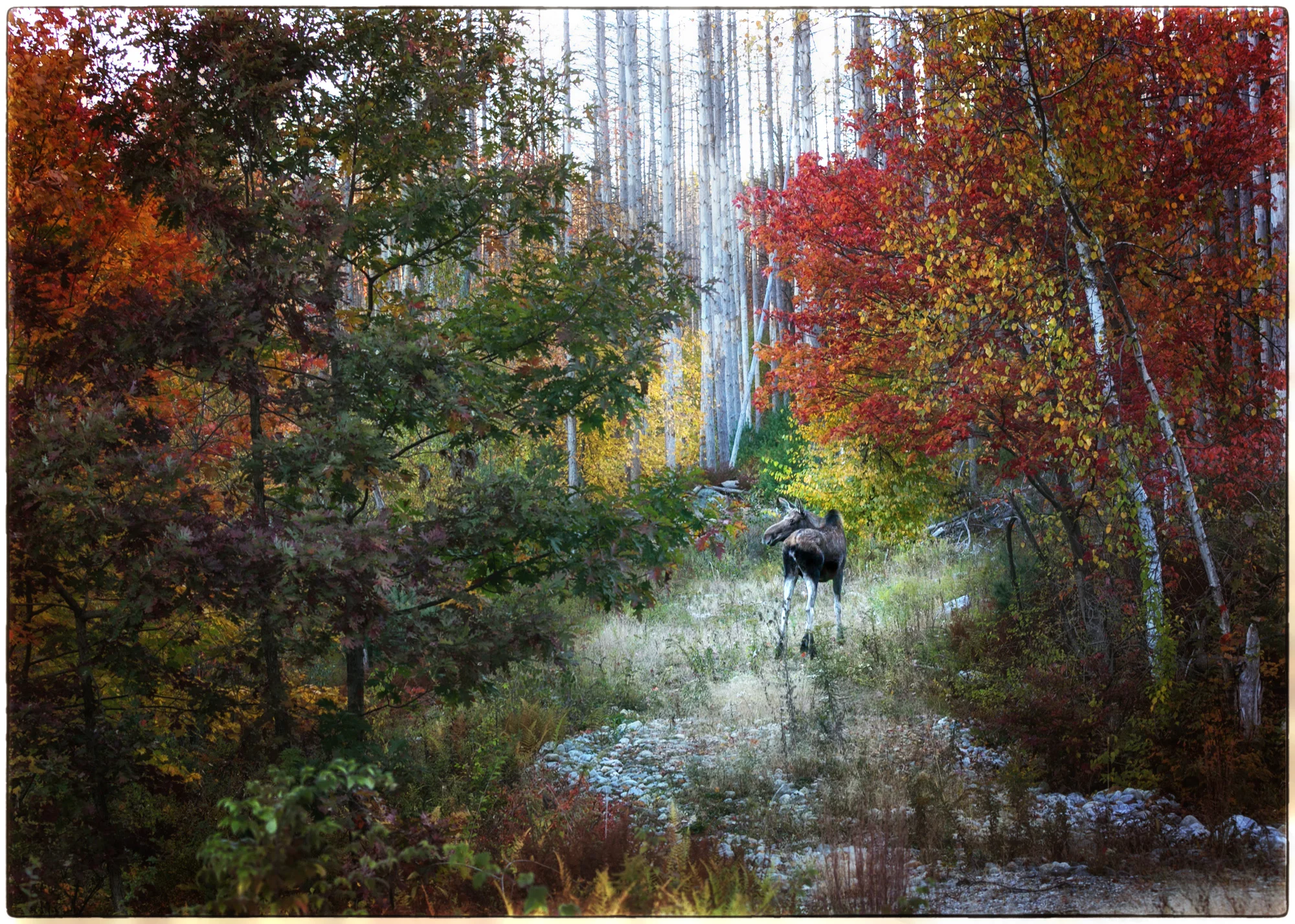 Moose-Grazing.jpg