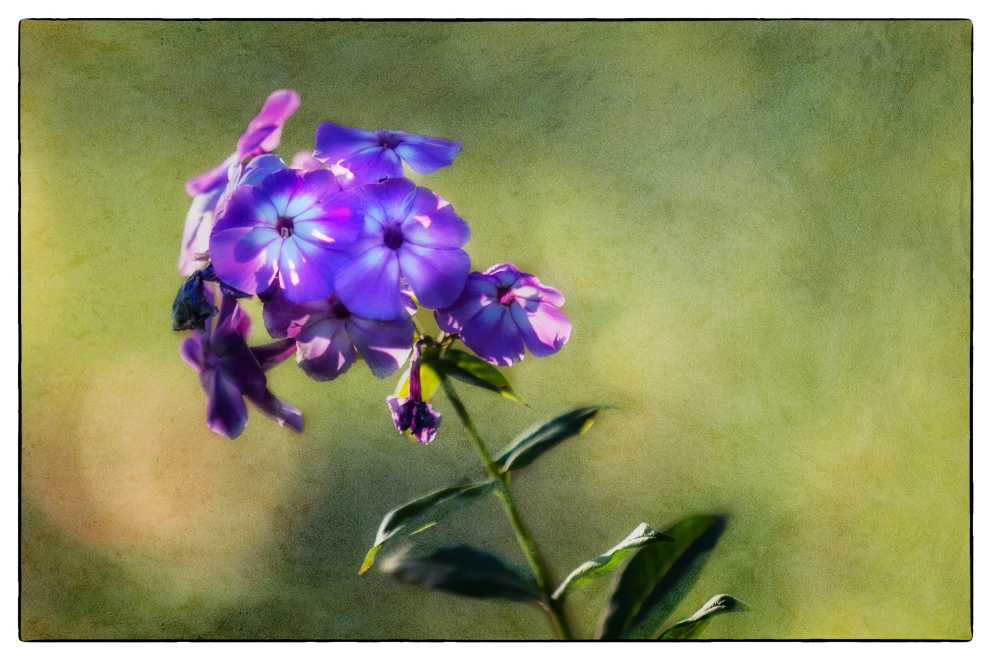 Late-Phlox.jpg
