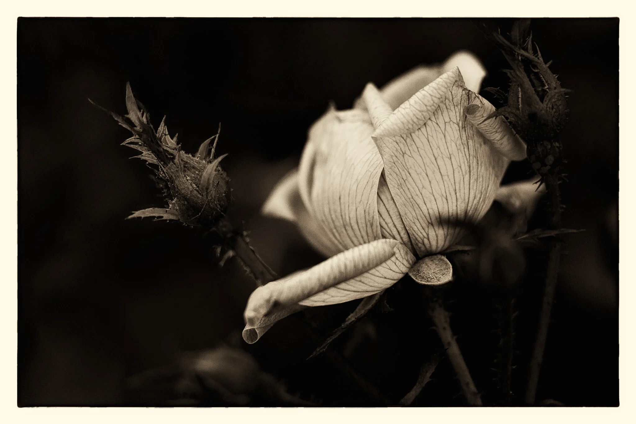 Rose-Fading.jpg