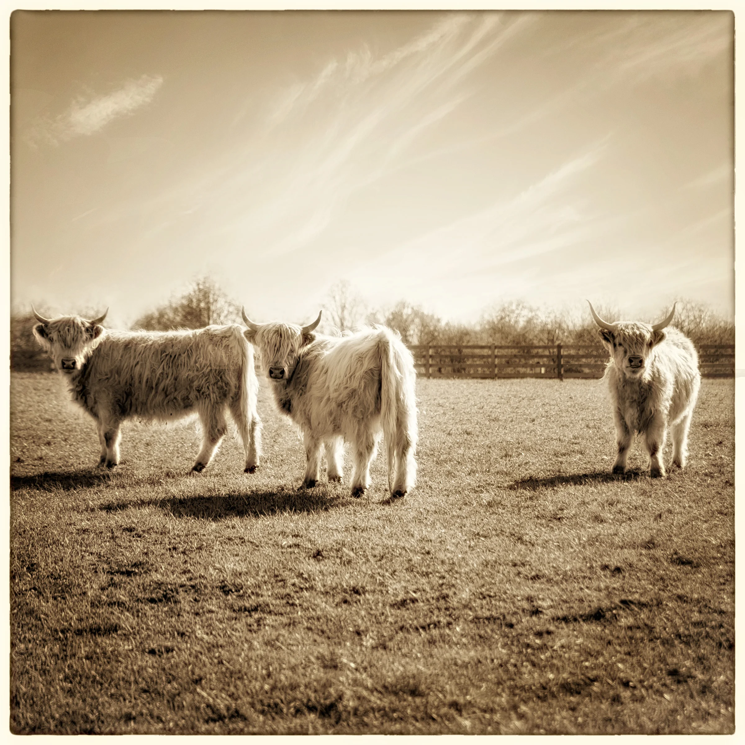 3Cows-v2.jpg