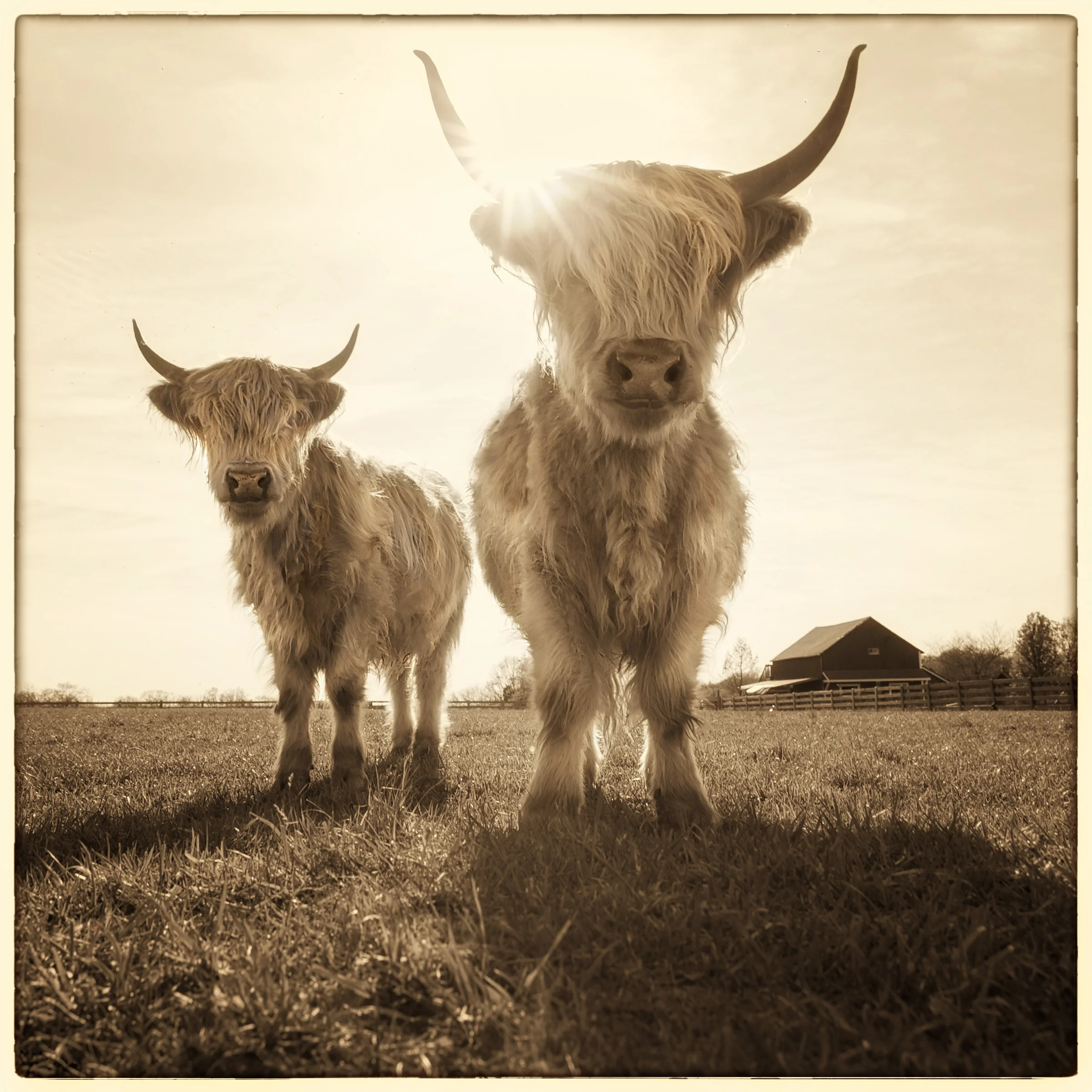 2-Cows-v3.jpg
