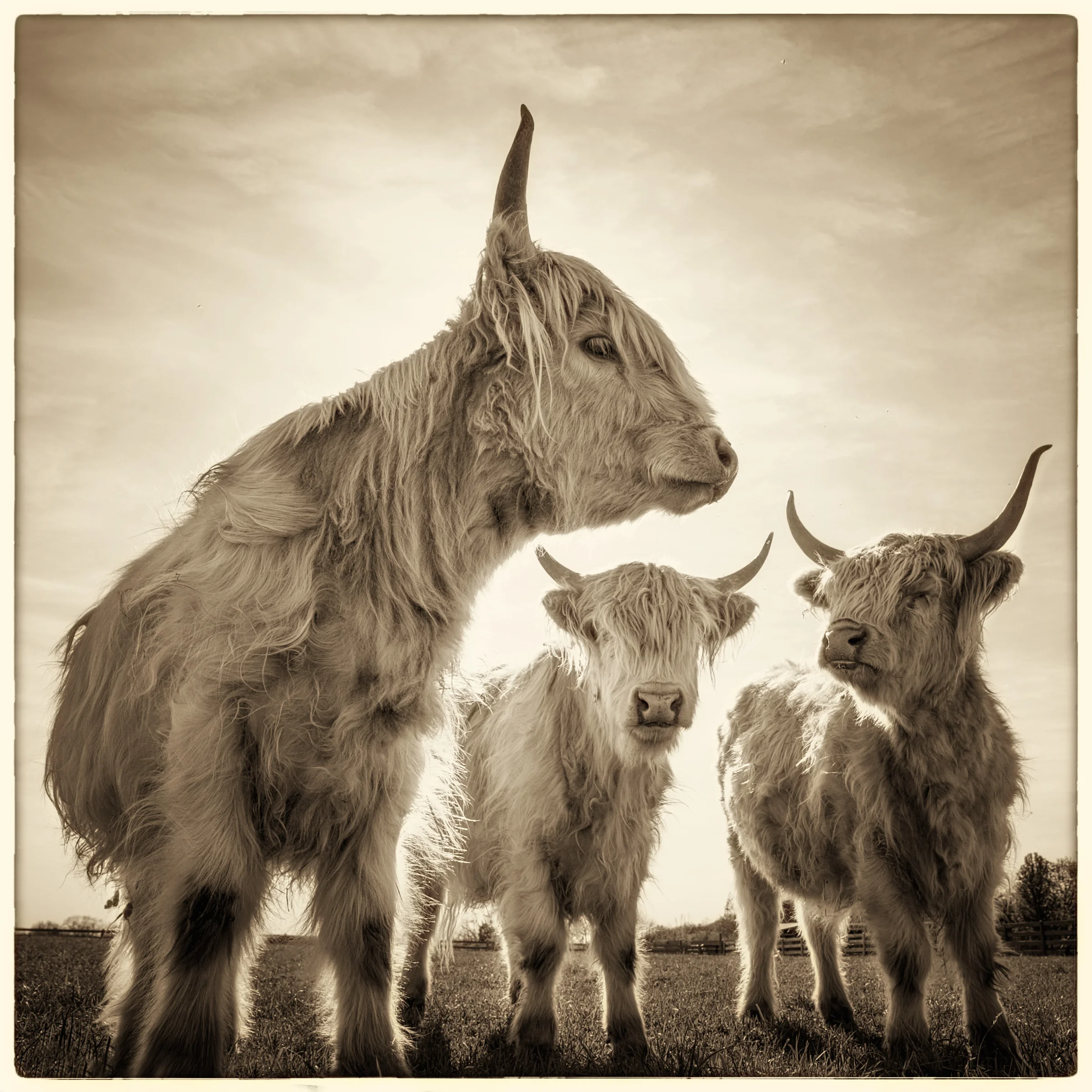 3Cows-2-v1.jpg