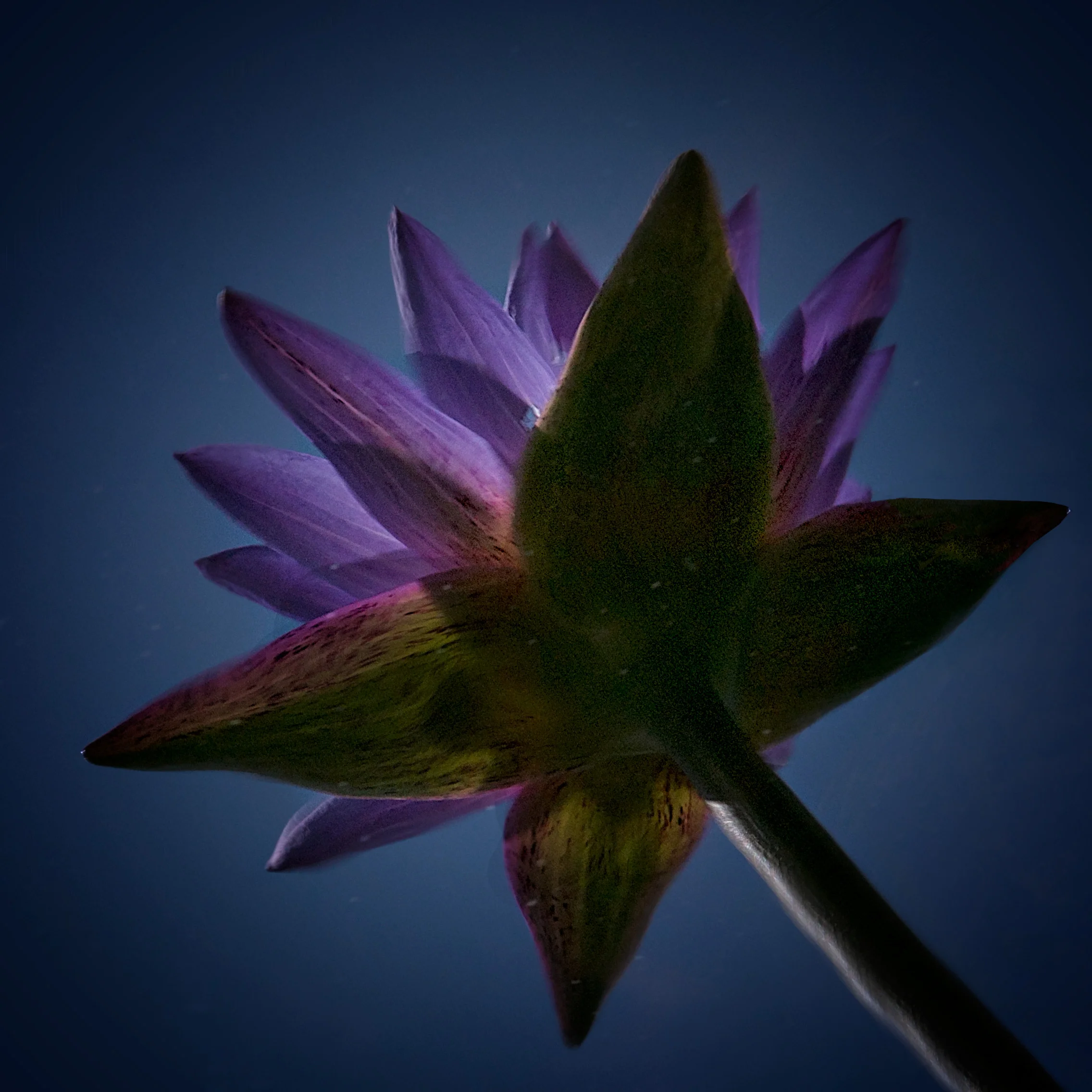WaterLilyReflected.jpg