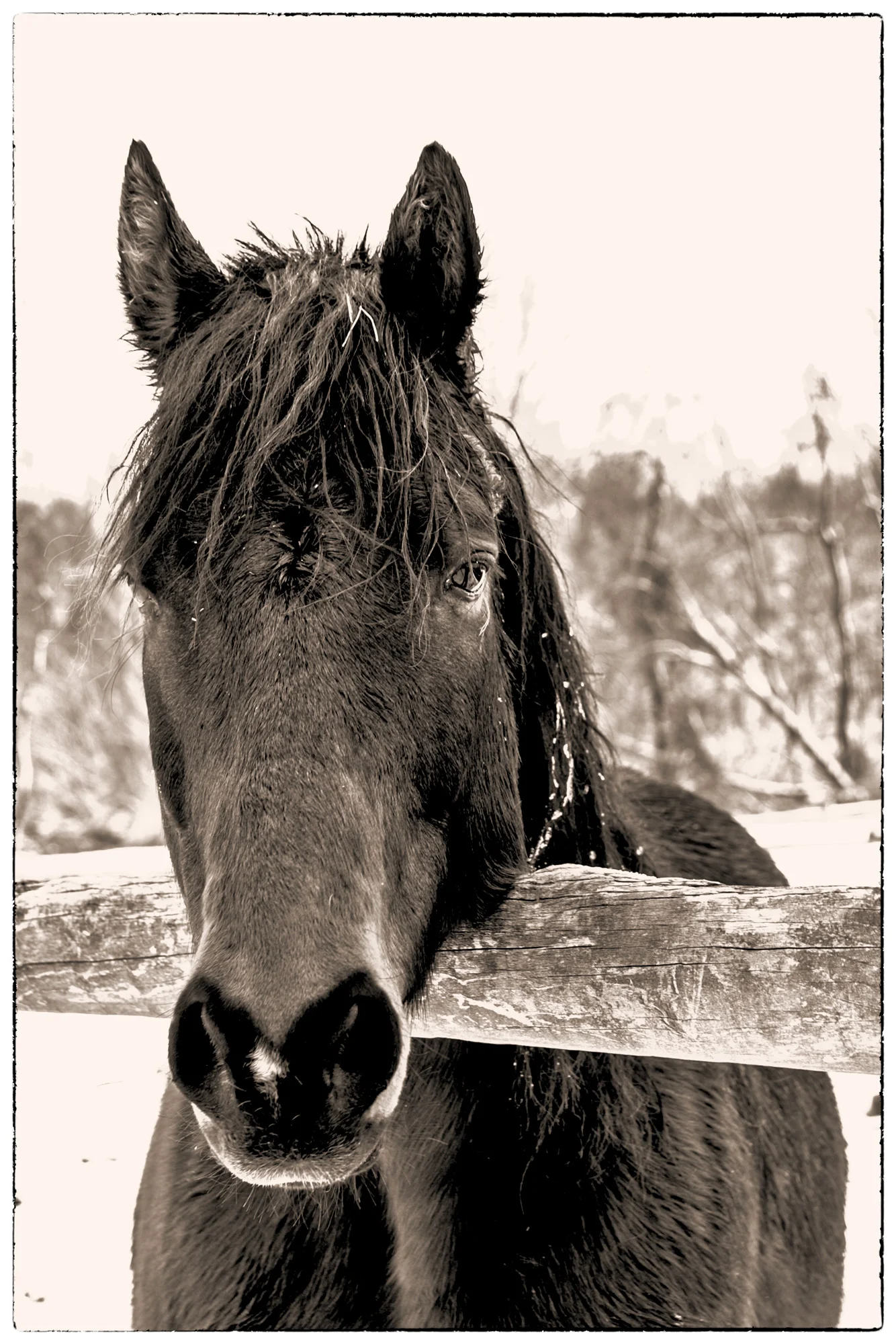 Portrait-4.jpg
