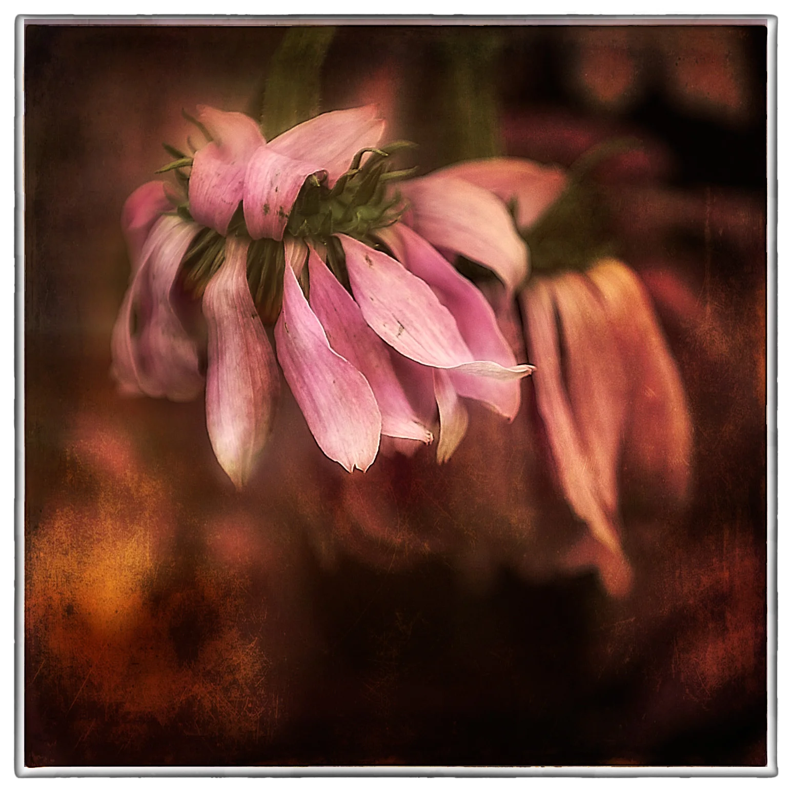 Echinacea-Fading1b.jpg
