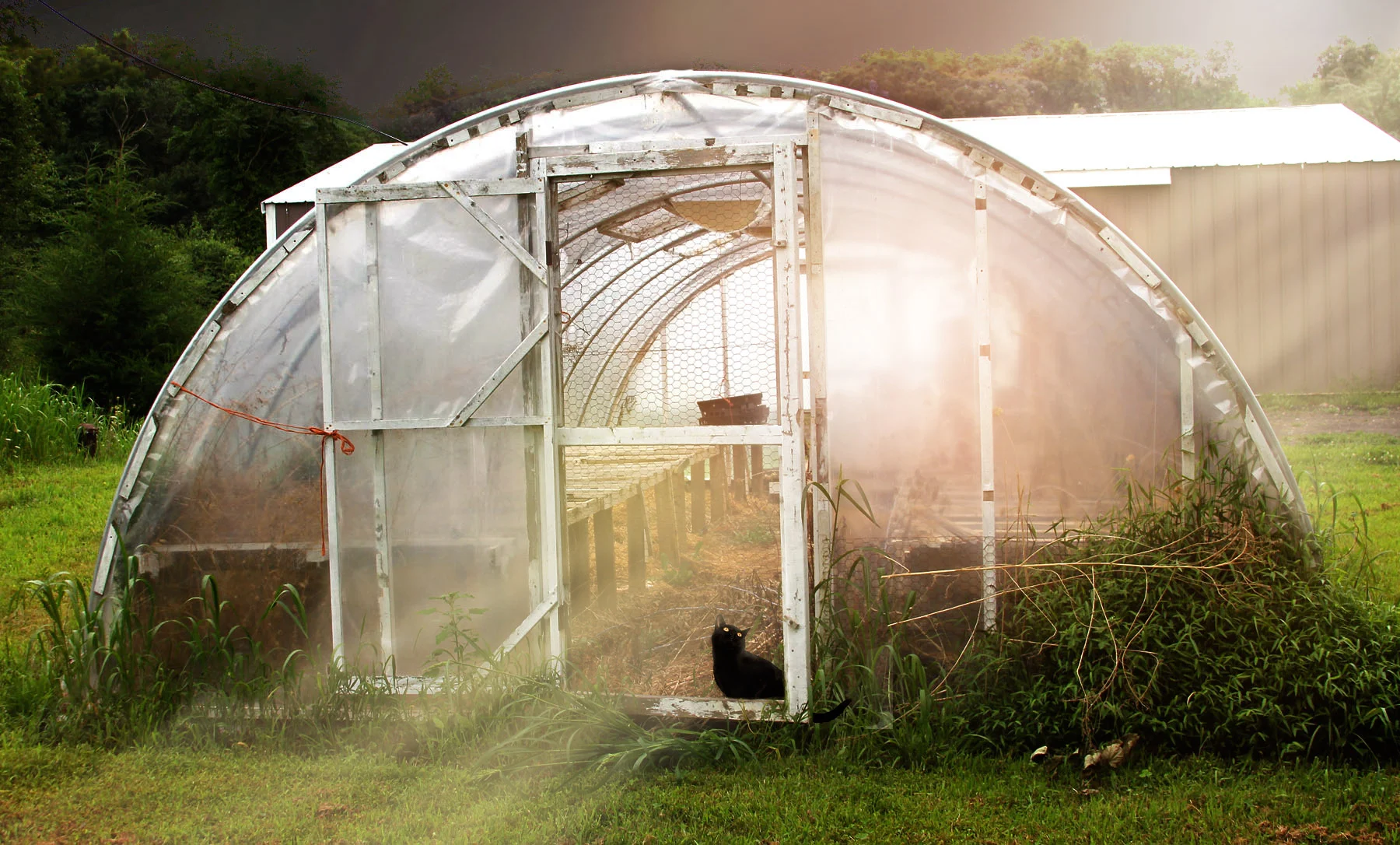 GreenhouseGRiffin.jpg