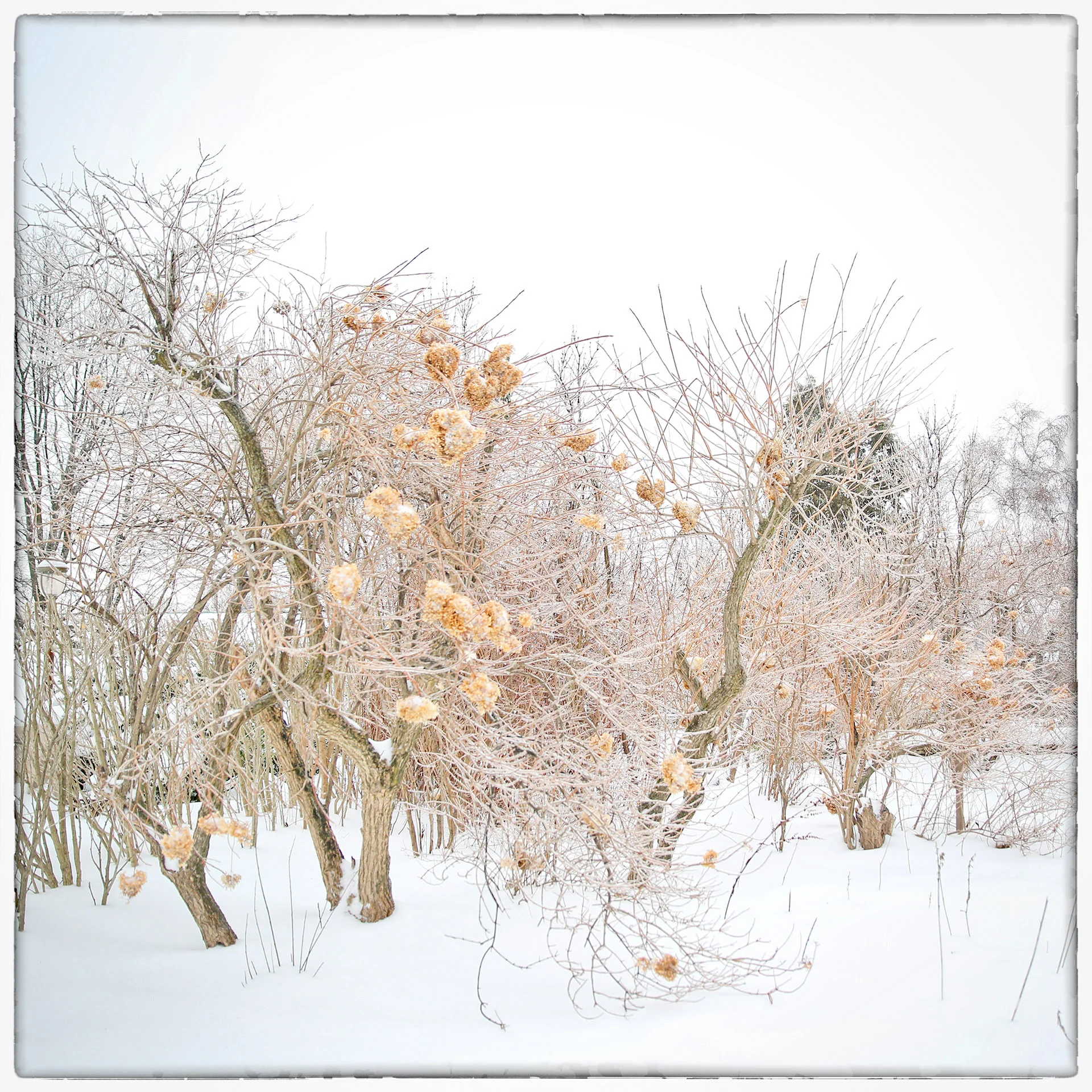 Winter Hydrangea 8x8.jpg