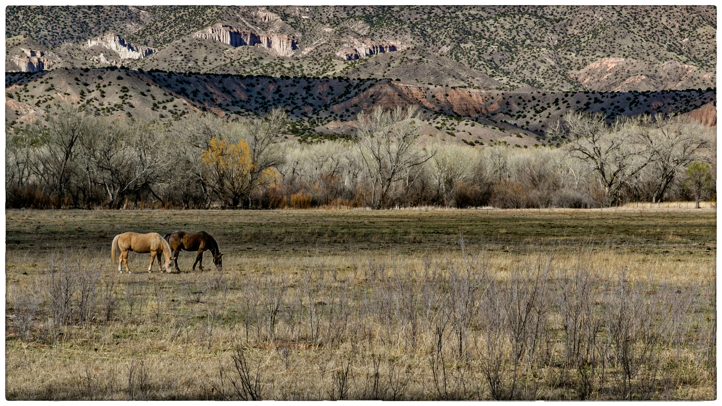 TwoHorses-1a.jpg