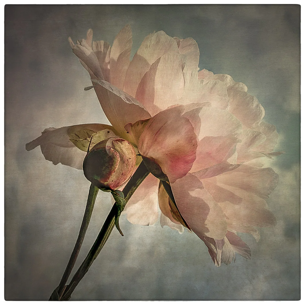 PeonyPinkFINAL.jpg