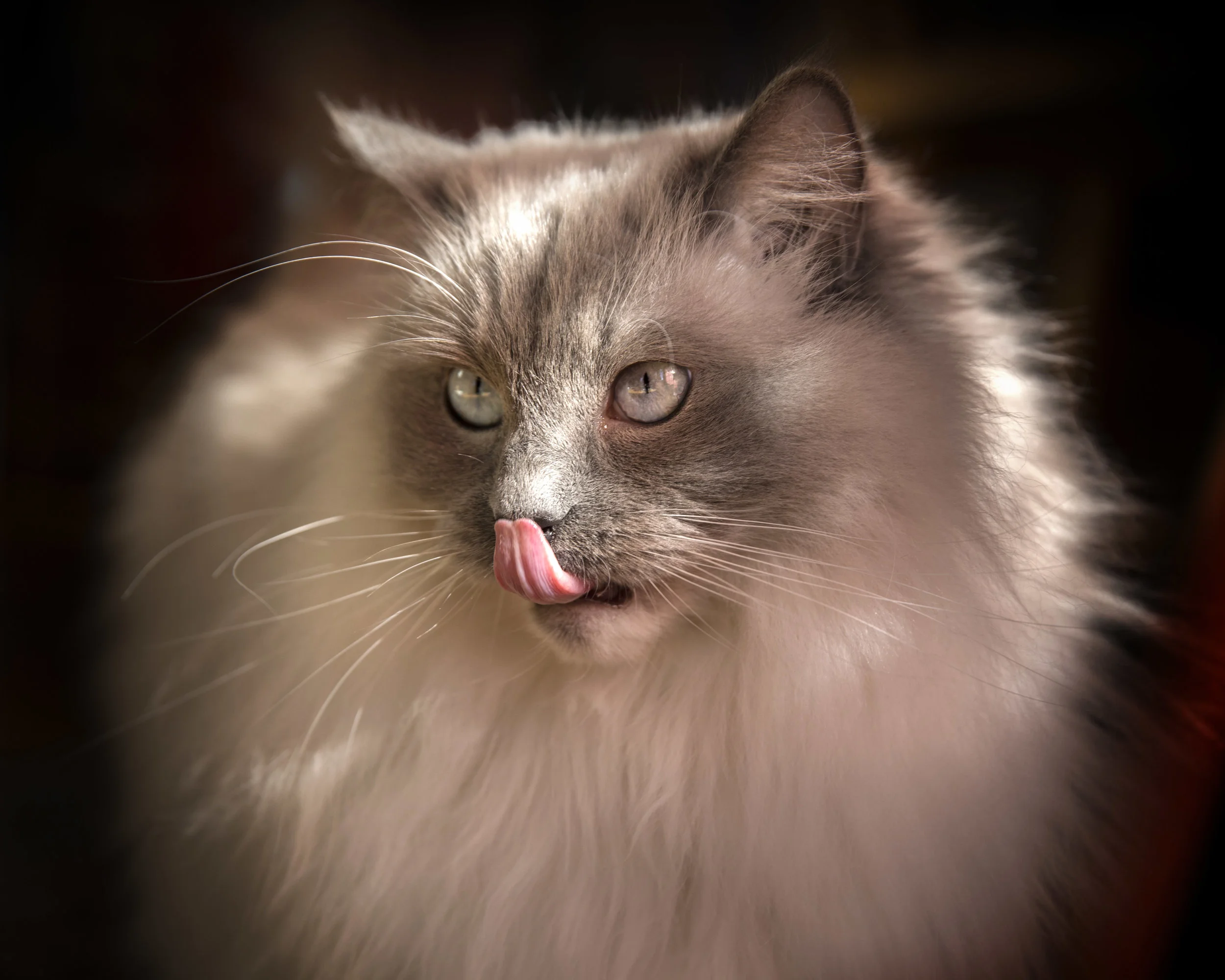 Cat 1.jpg
