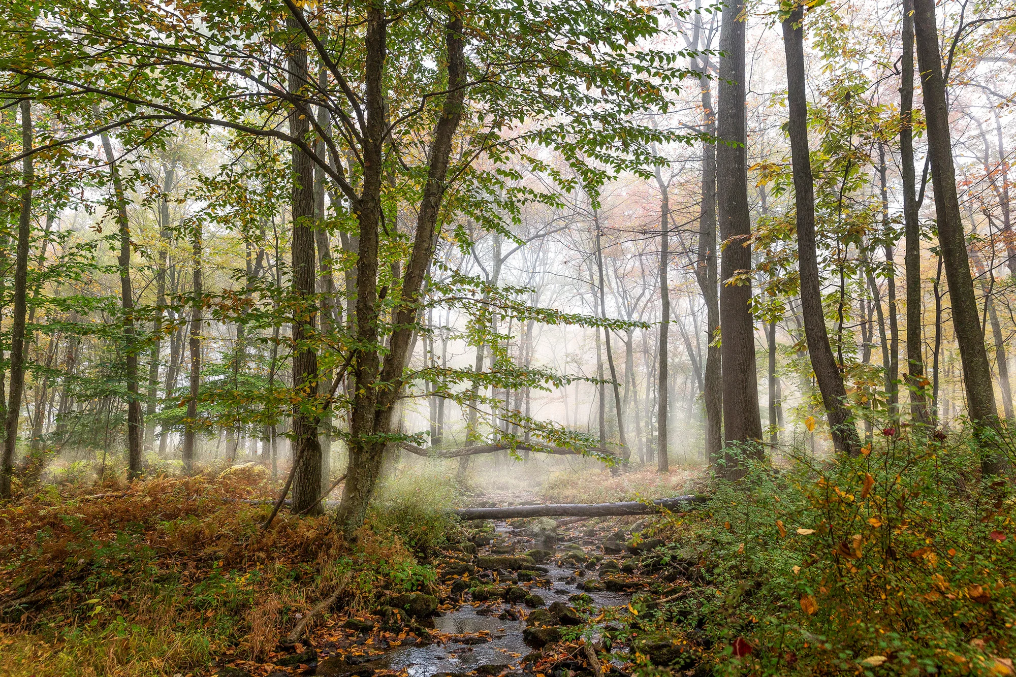 ForestVista-2a.jpg