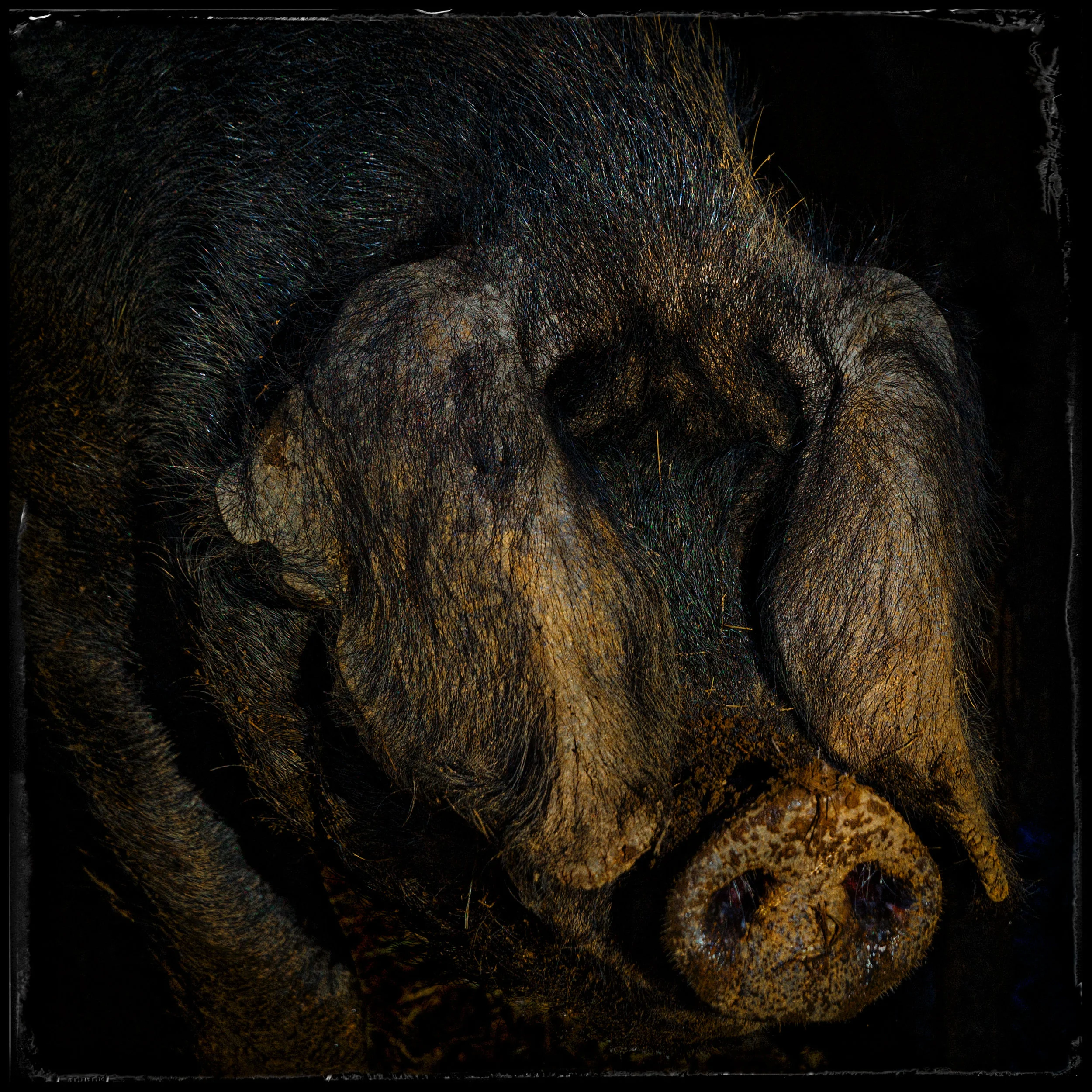TottenPigCloseup.jpg