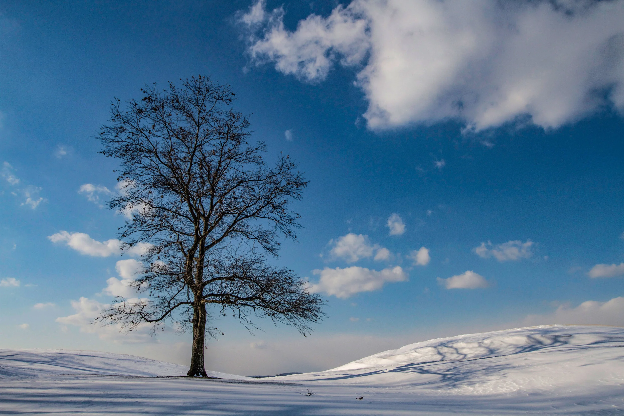 LoneTree.jpg