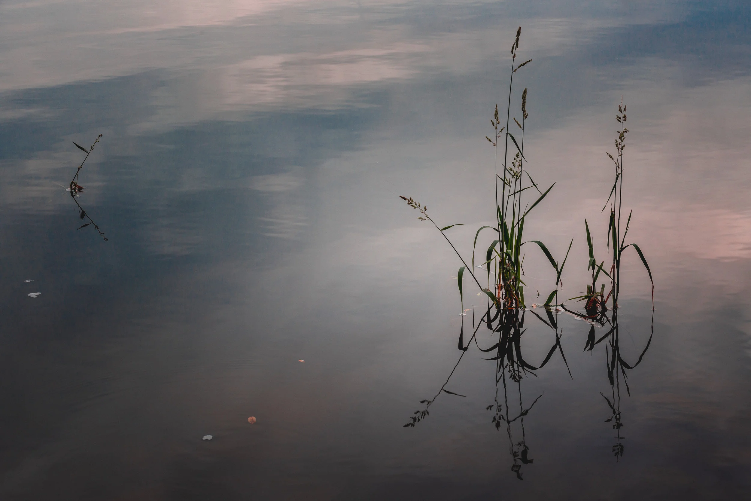 Reeds-1a.jpg