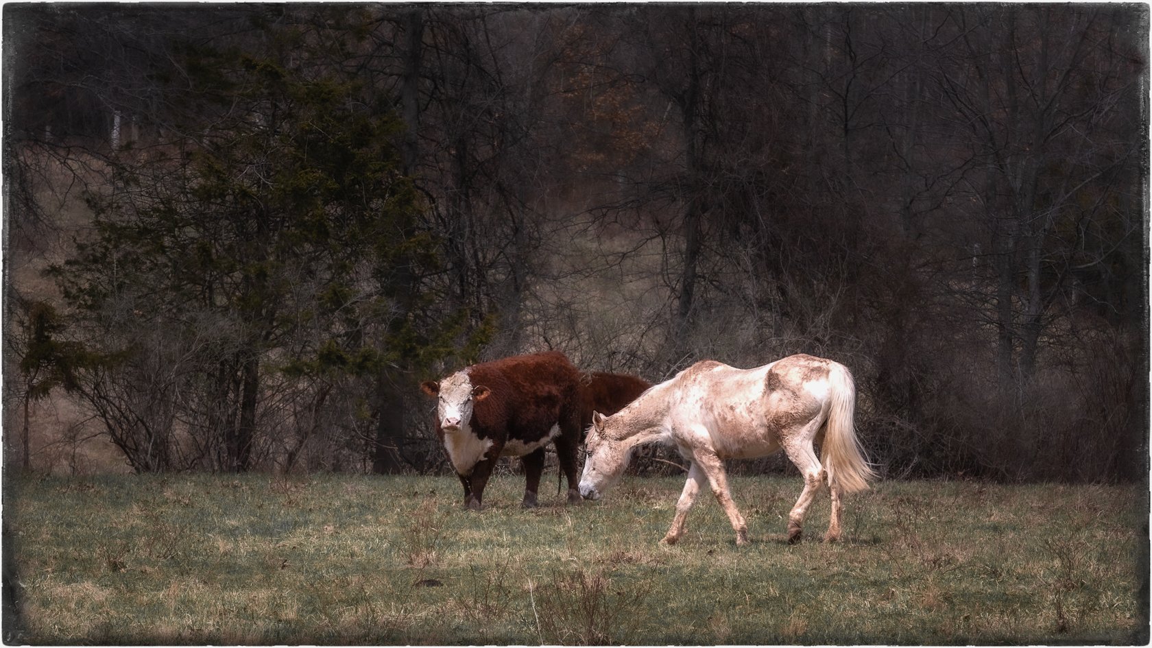 ColdSpringHorse&Cow 032721_.jpg