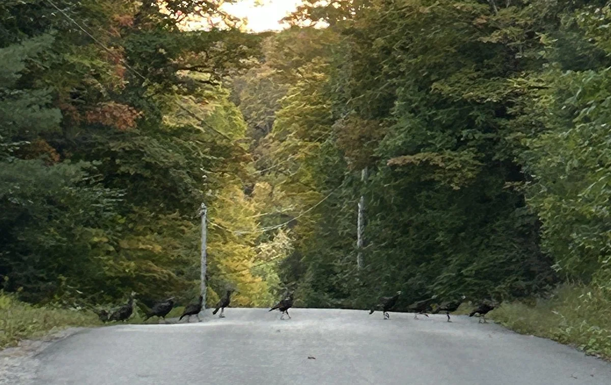 Turkeys crossing the road