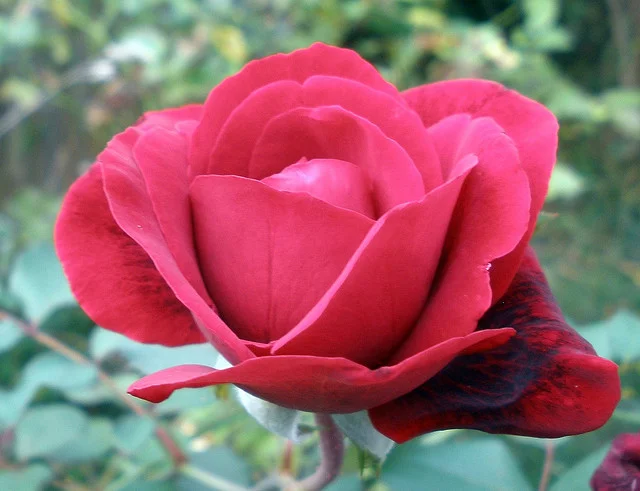 Is Rosehip Seed Oil the New Miracle Skincare Product?