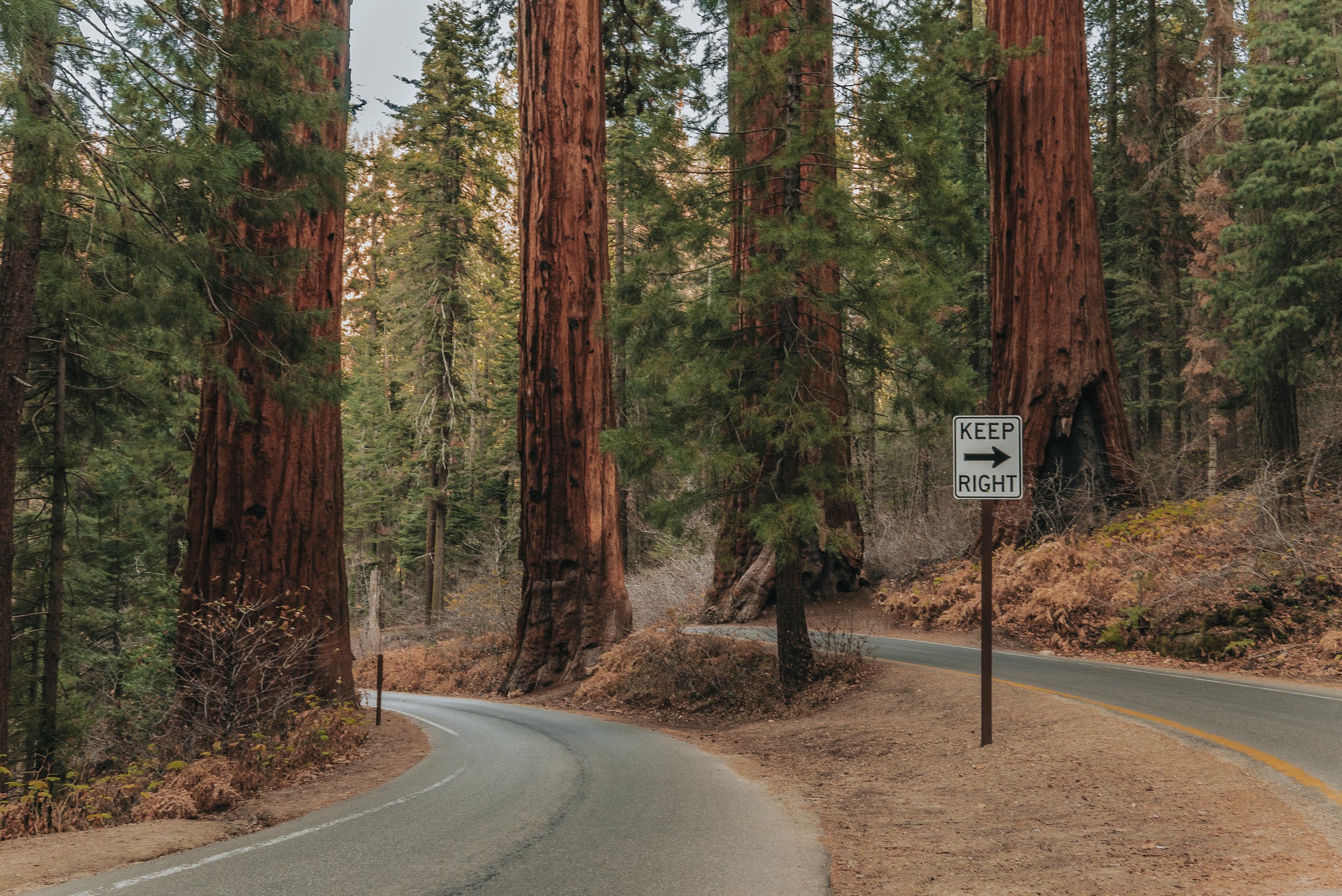 road-amidst-sequoias.jpg