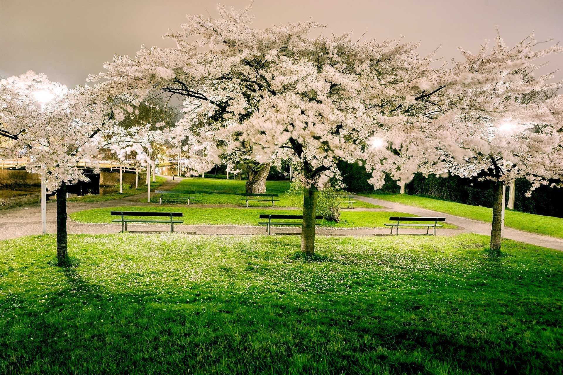 Nacht-bloesem-westerpark-voorjaar-landschap-amsterdam-fotografie.jpg