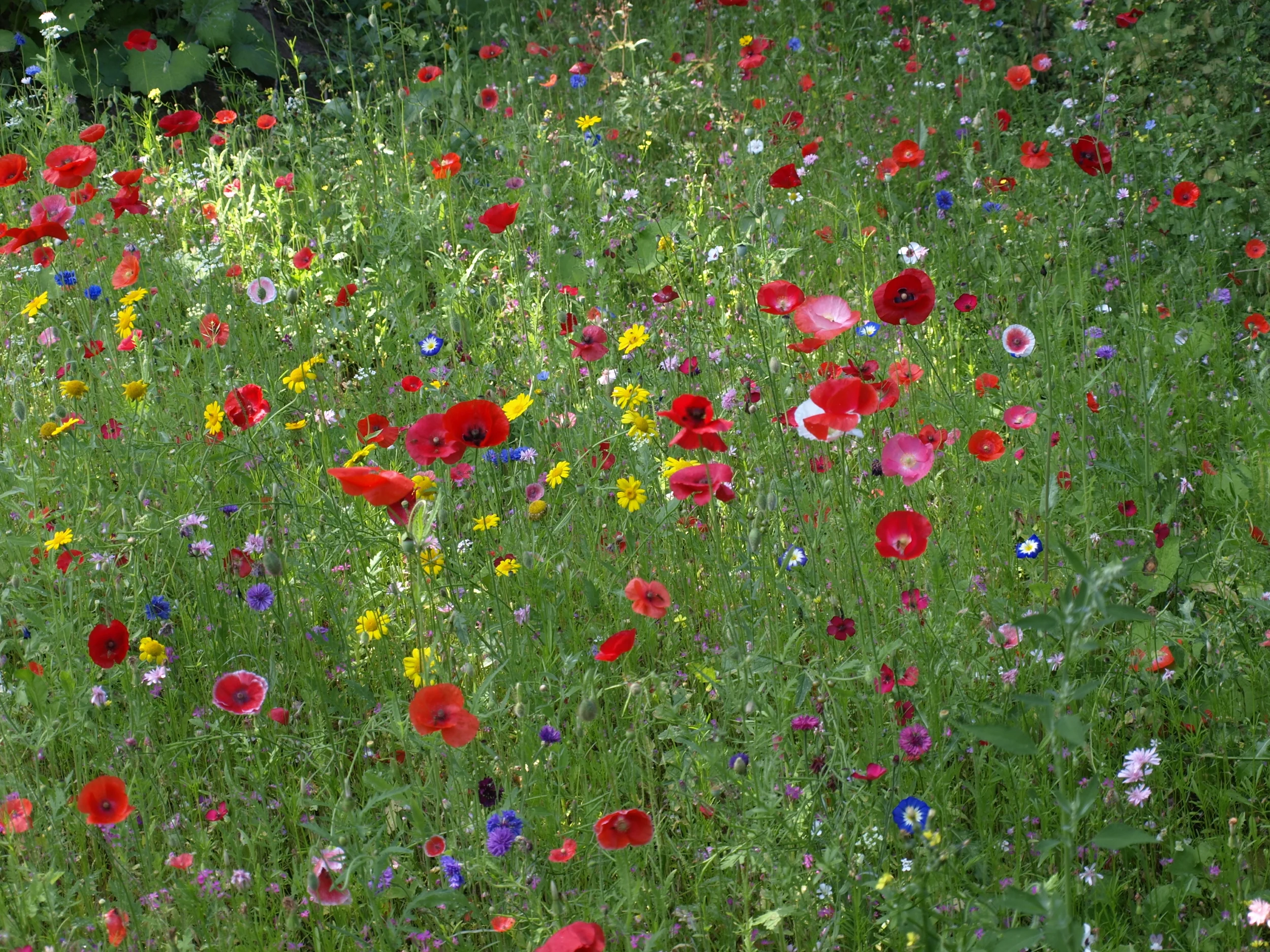 Wild flower.JPG