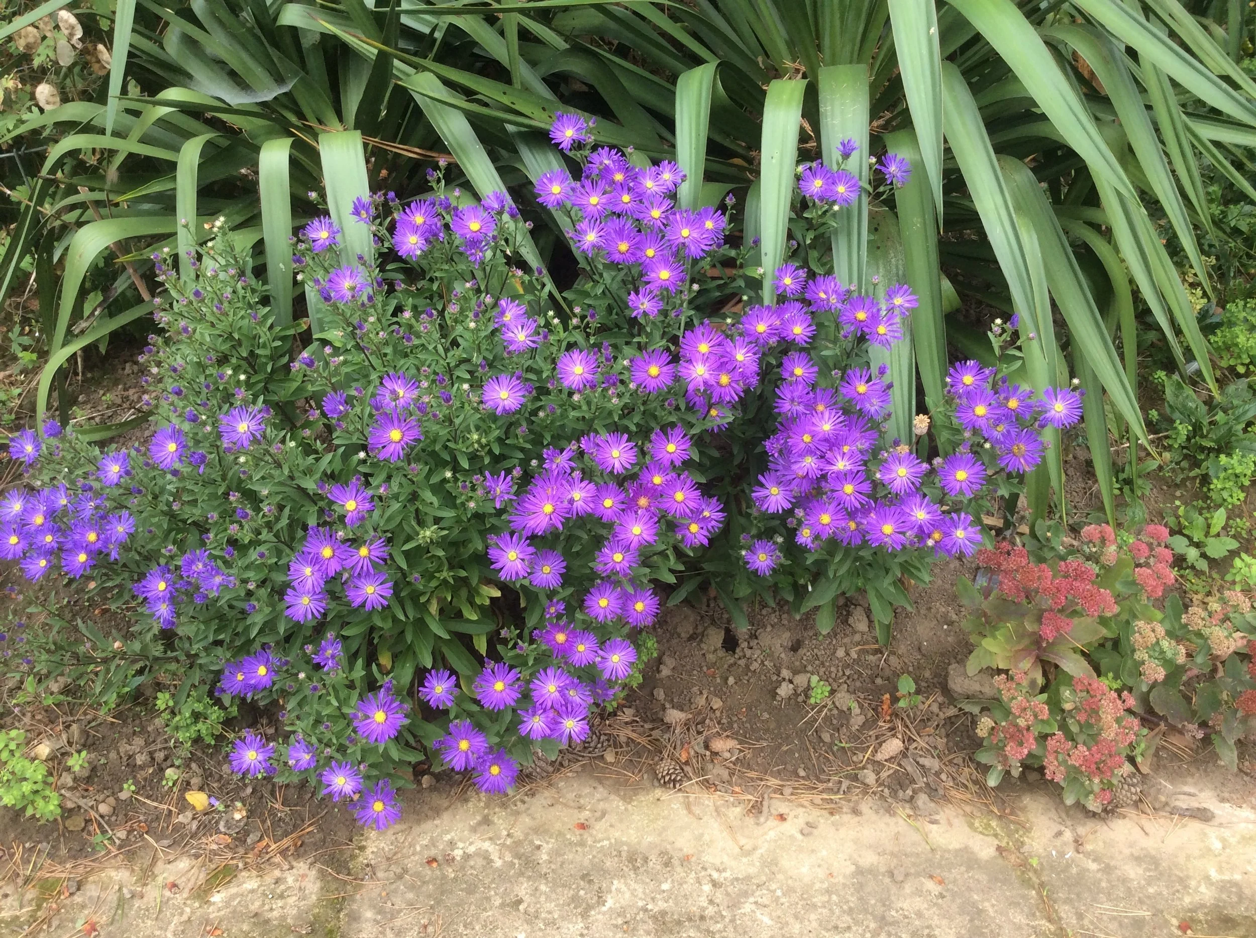 Aster amellus Sonora