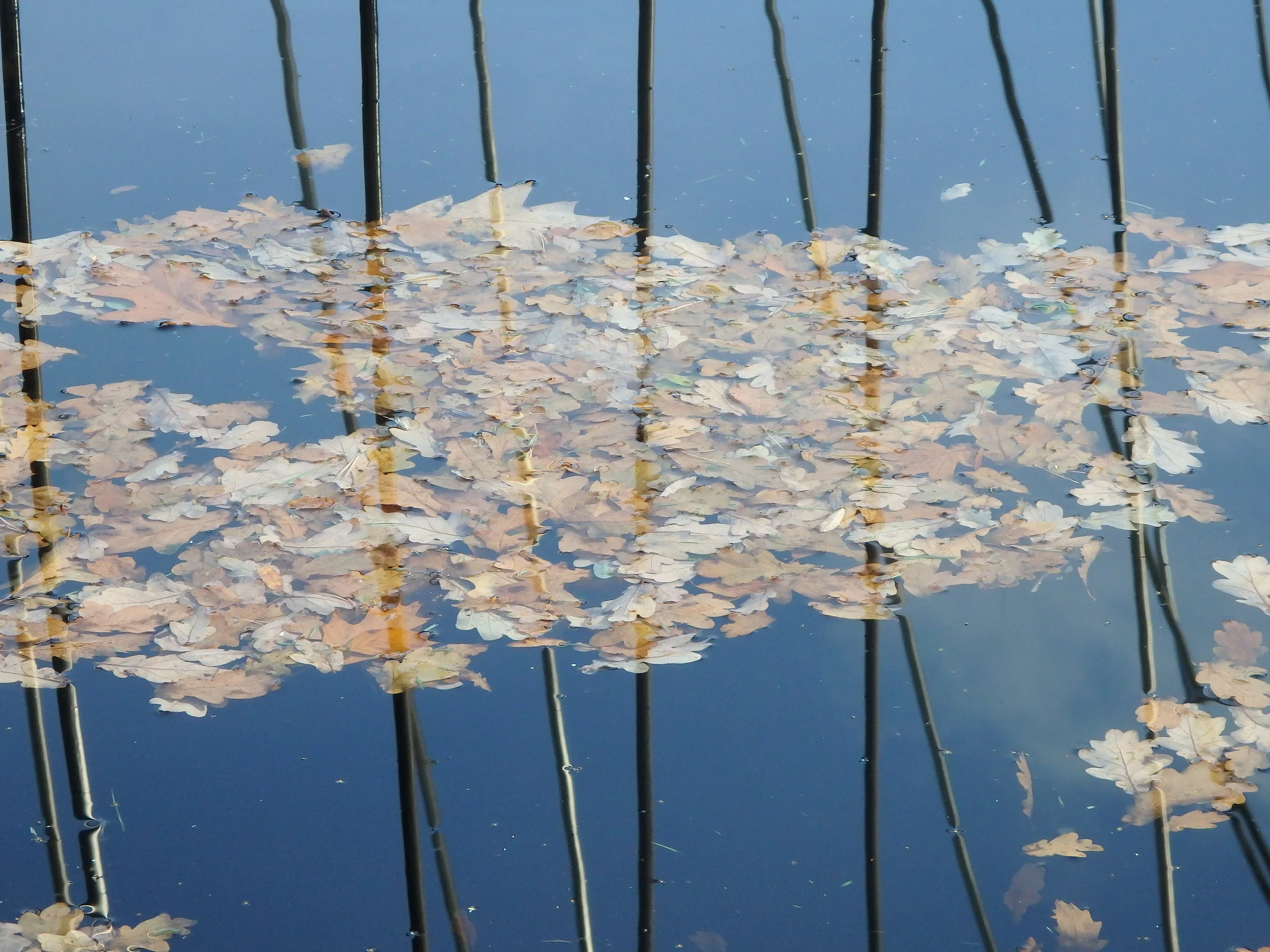Leaves on the water garden