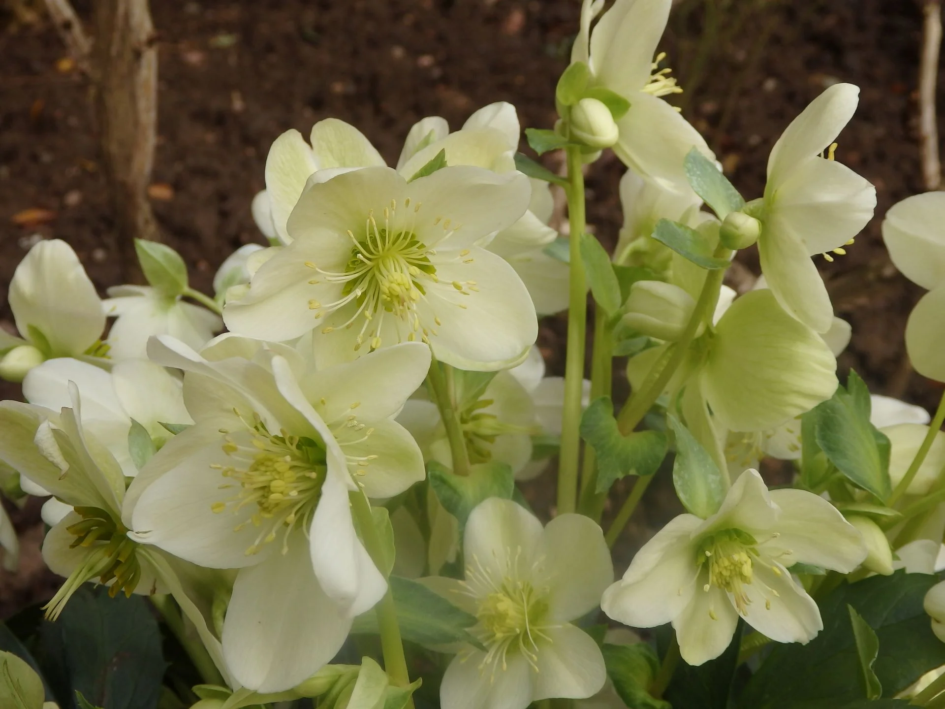 Hellebore Ice Cream