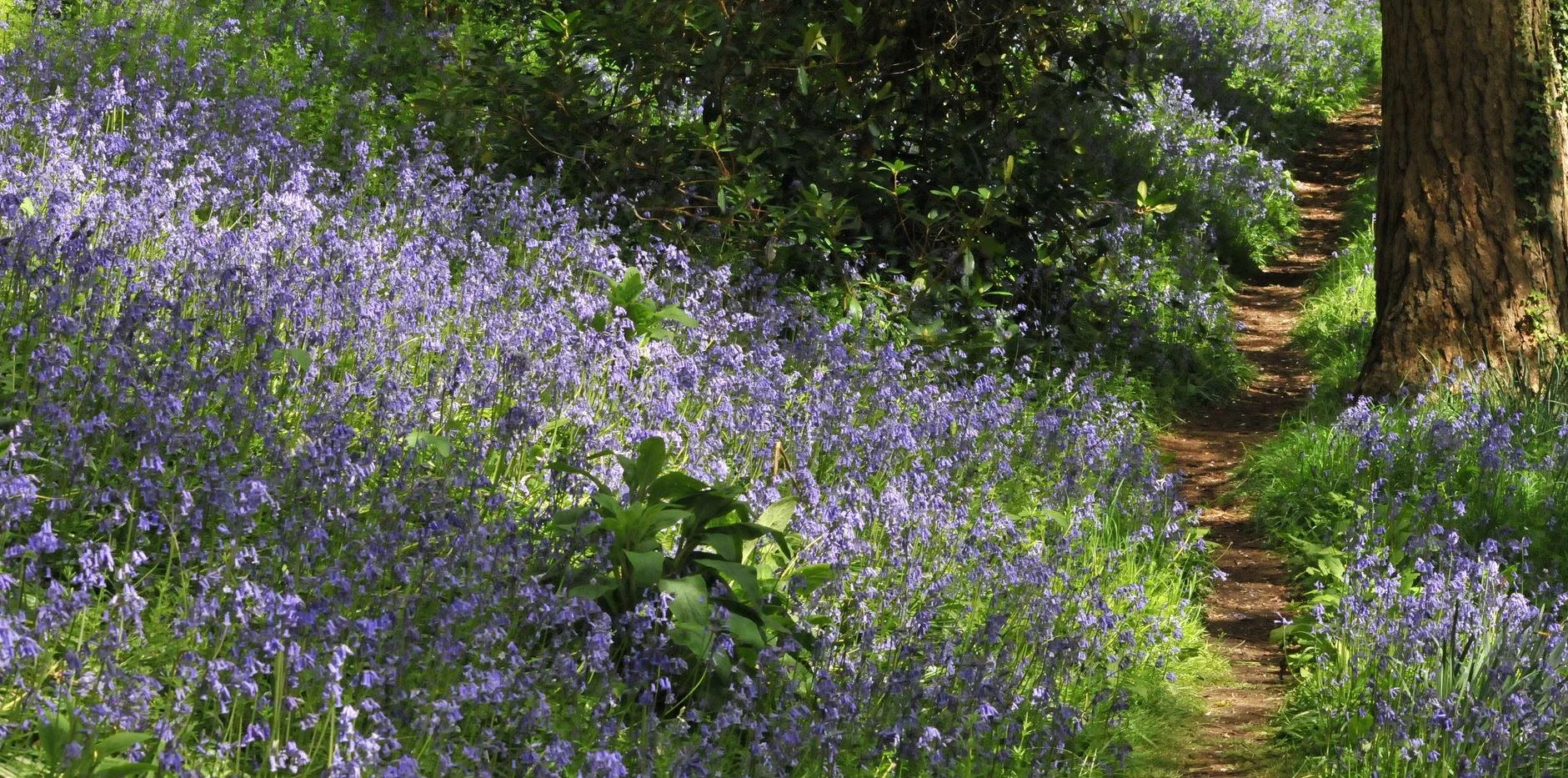 bluebells.JPG