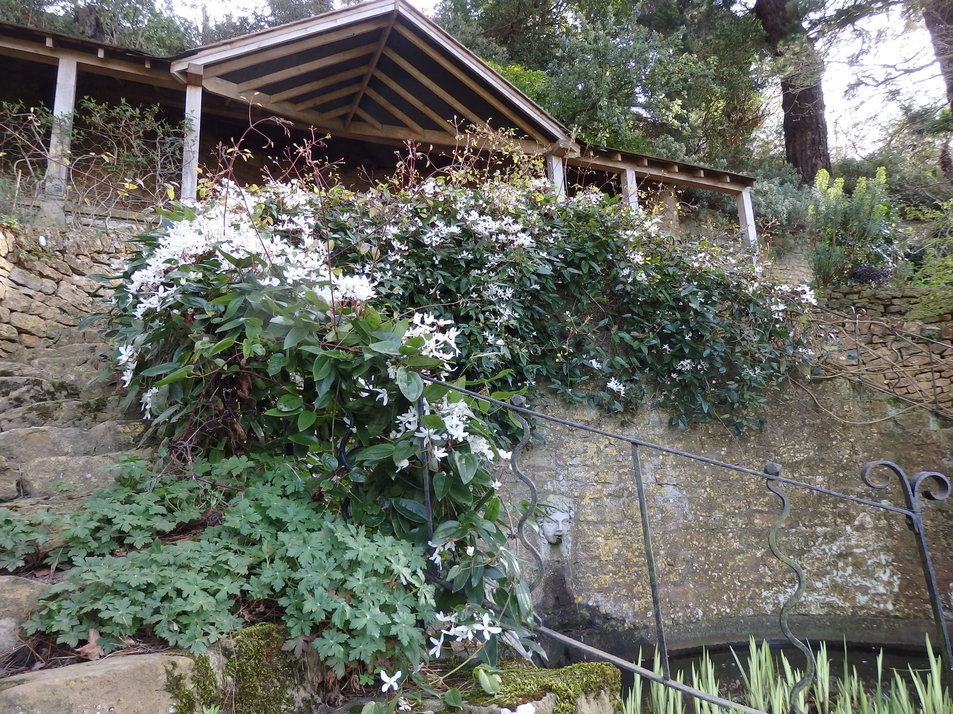Clematis armandii