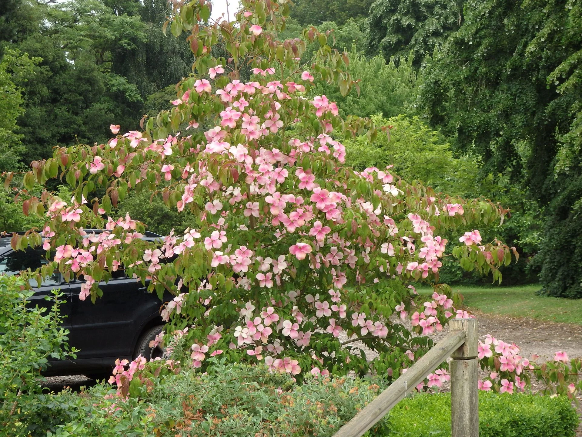 Cornus Kenwyn Clapp