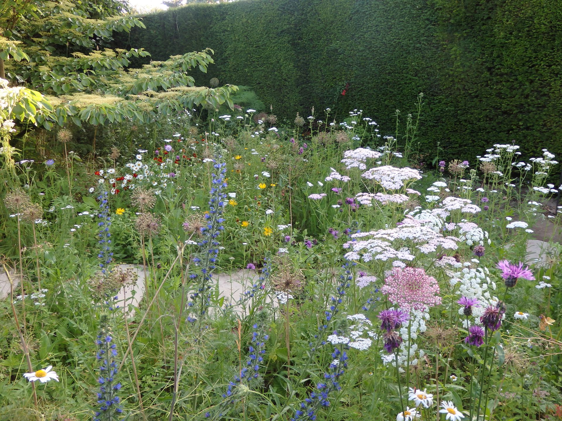 Wild flowers in late June